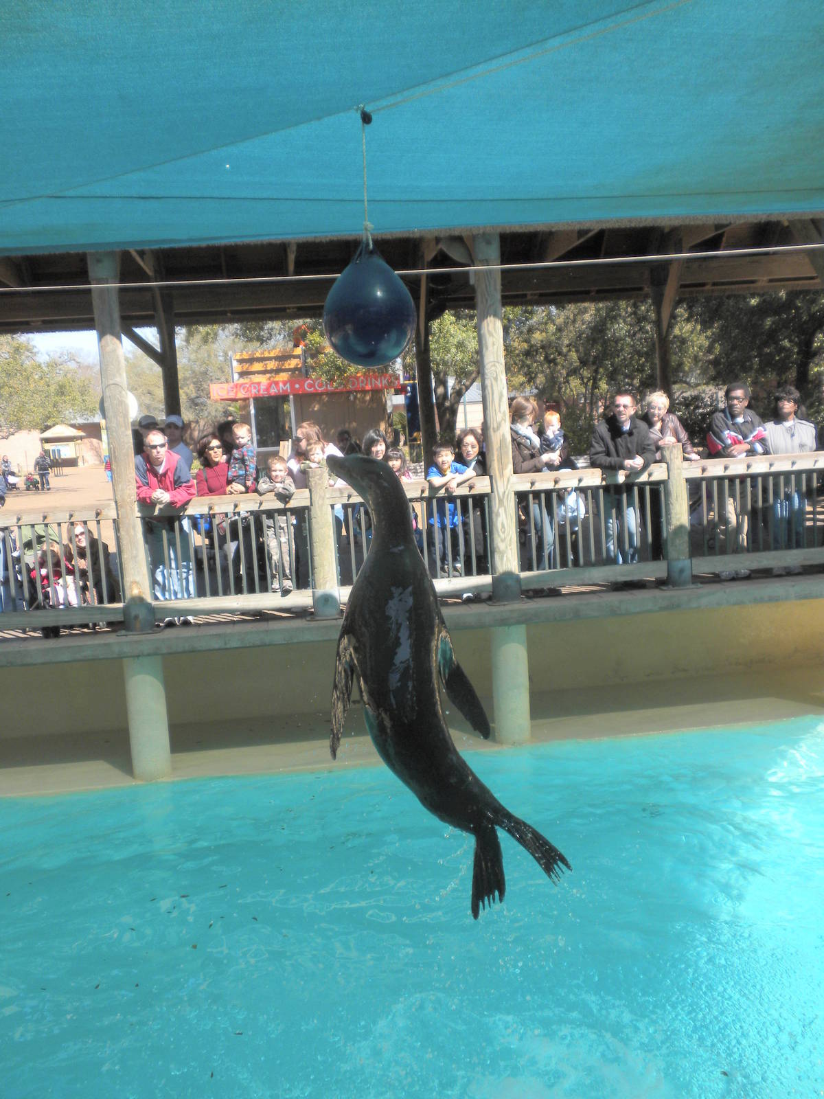 Sea Lion Show