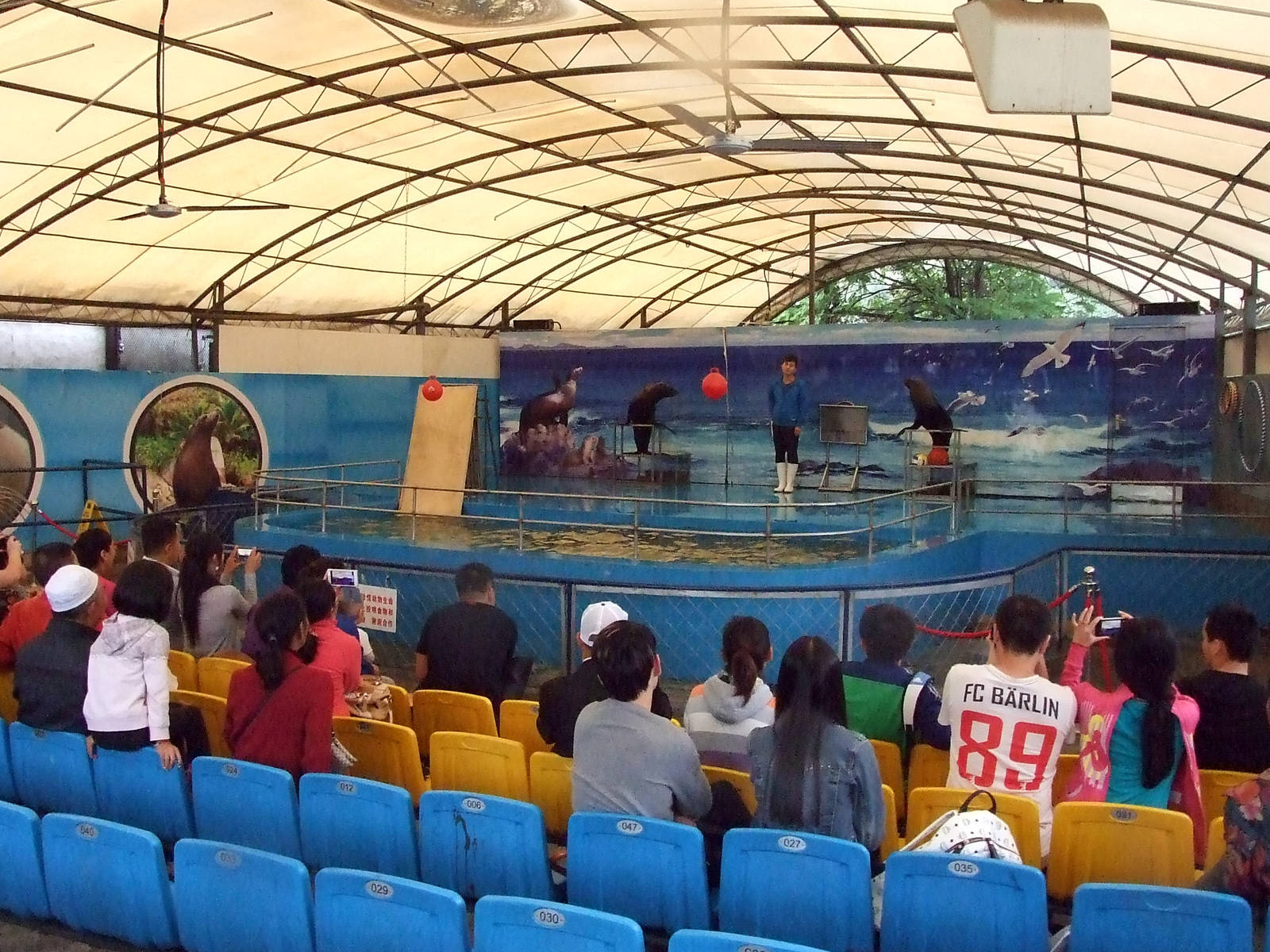 Sea lion show