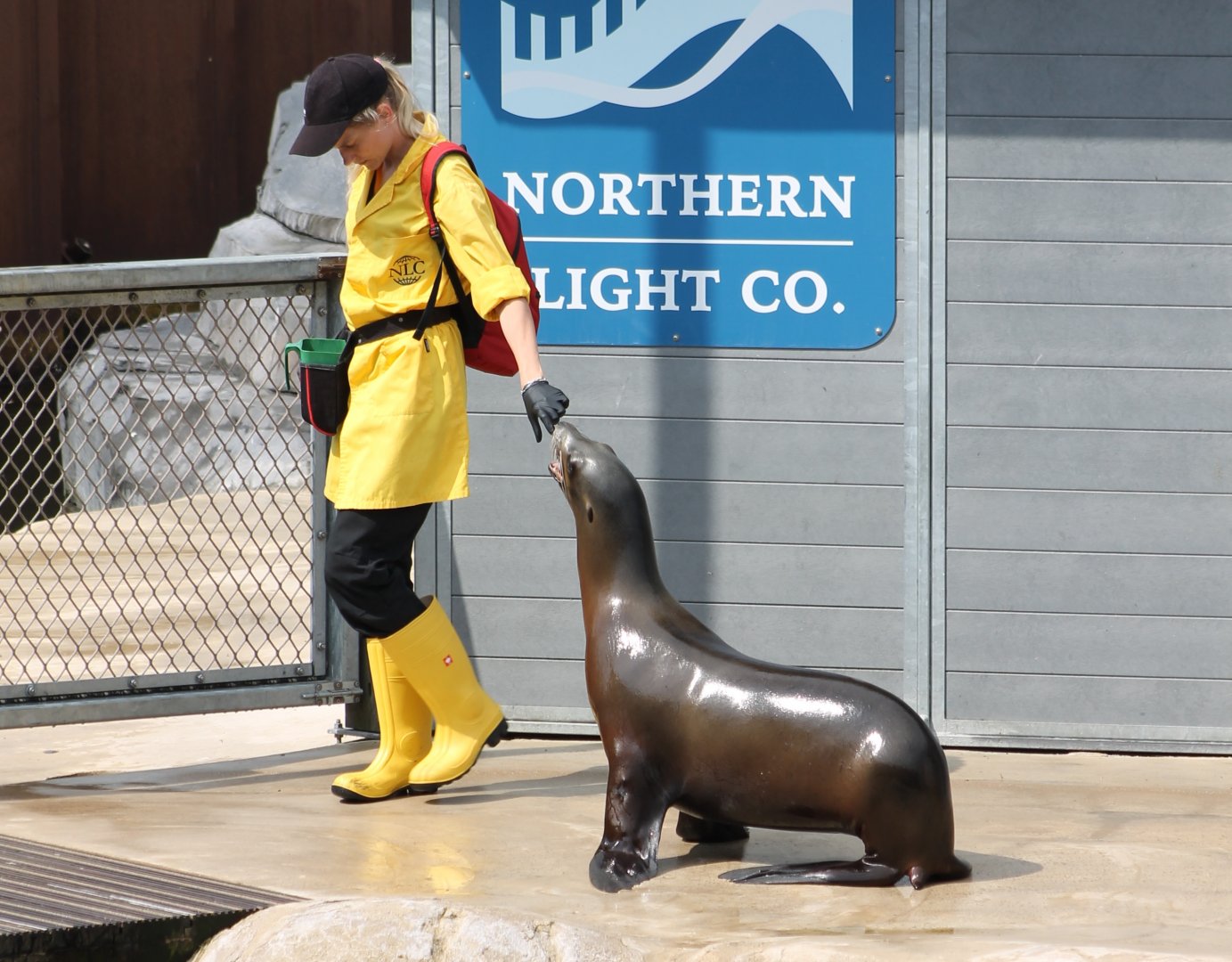 Sea-lion show
