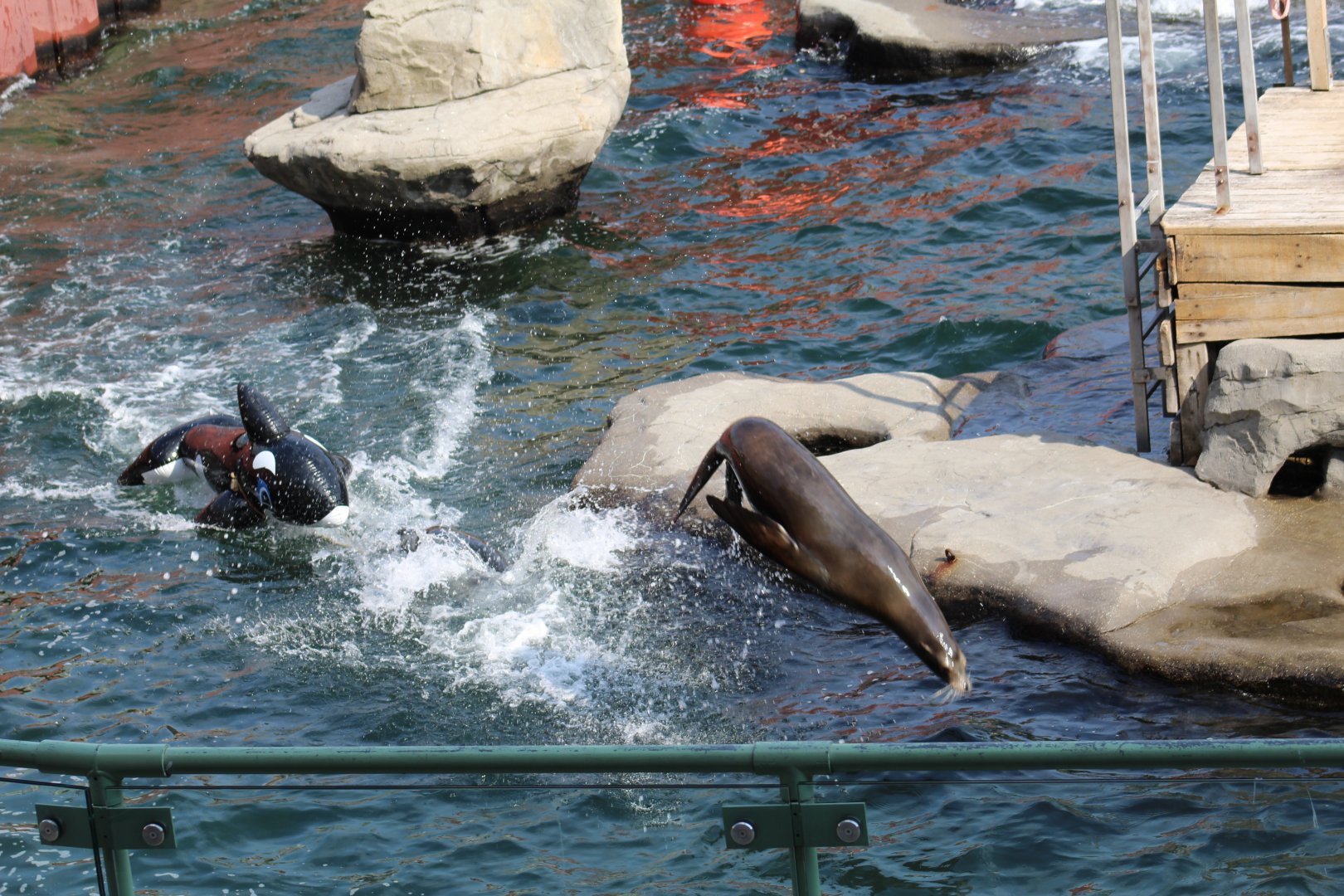Sea Lion Show
