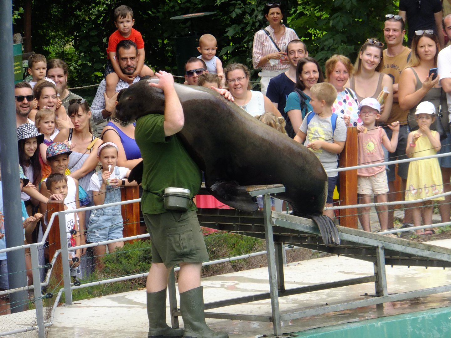 Sea lion show