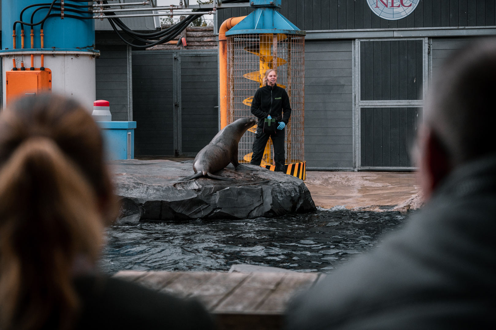Sea Lion show