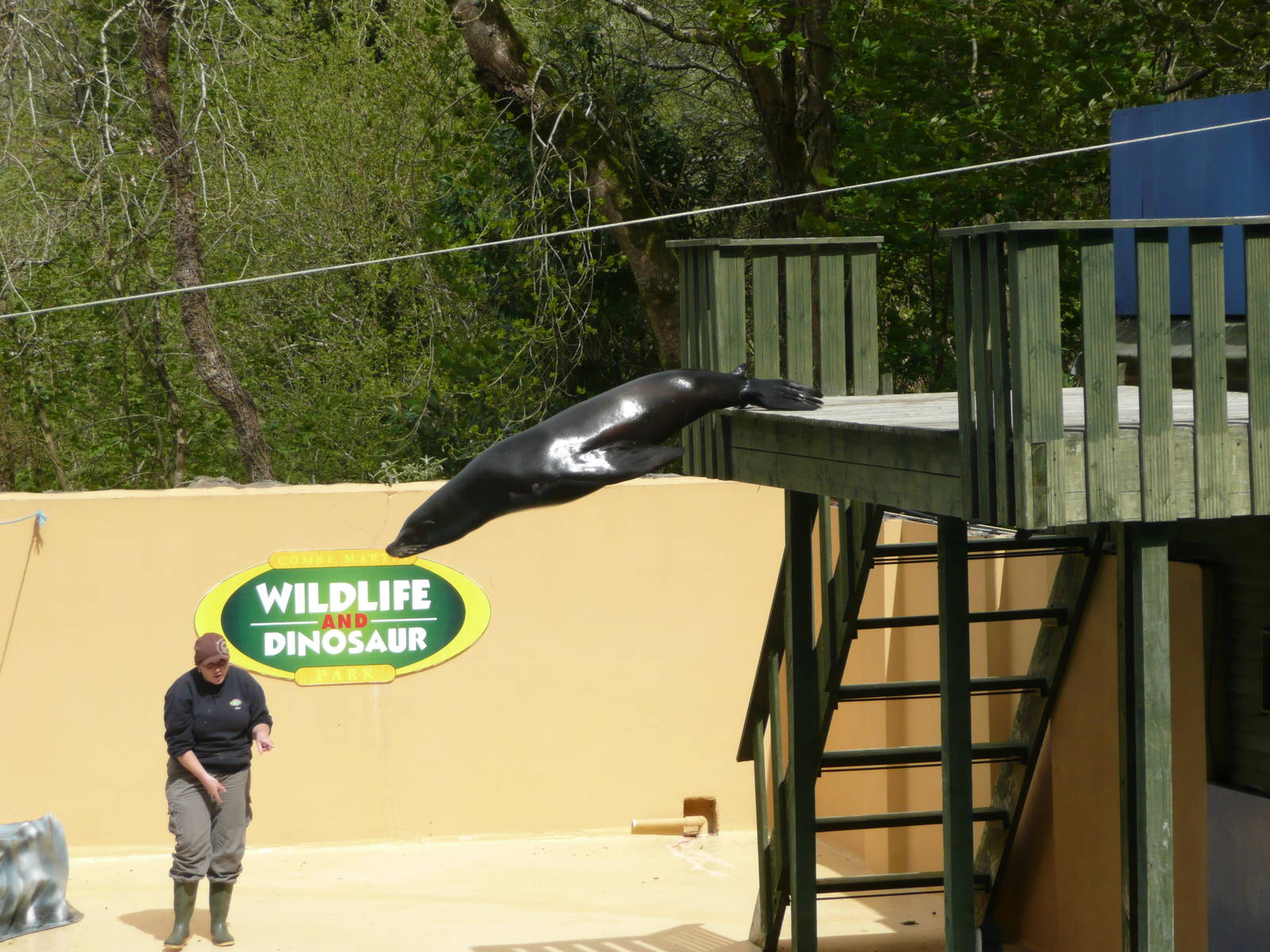 Sea-lion show