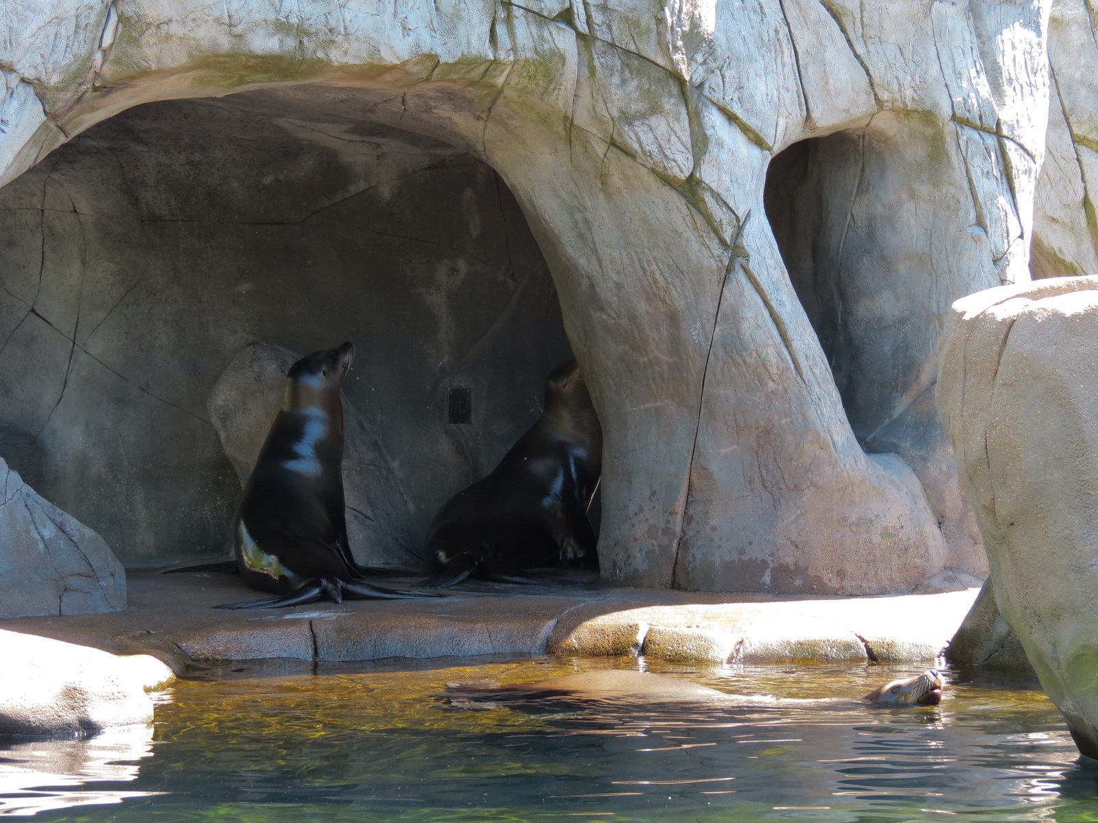 Sea Lion Sound - California Sea Lion