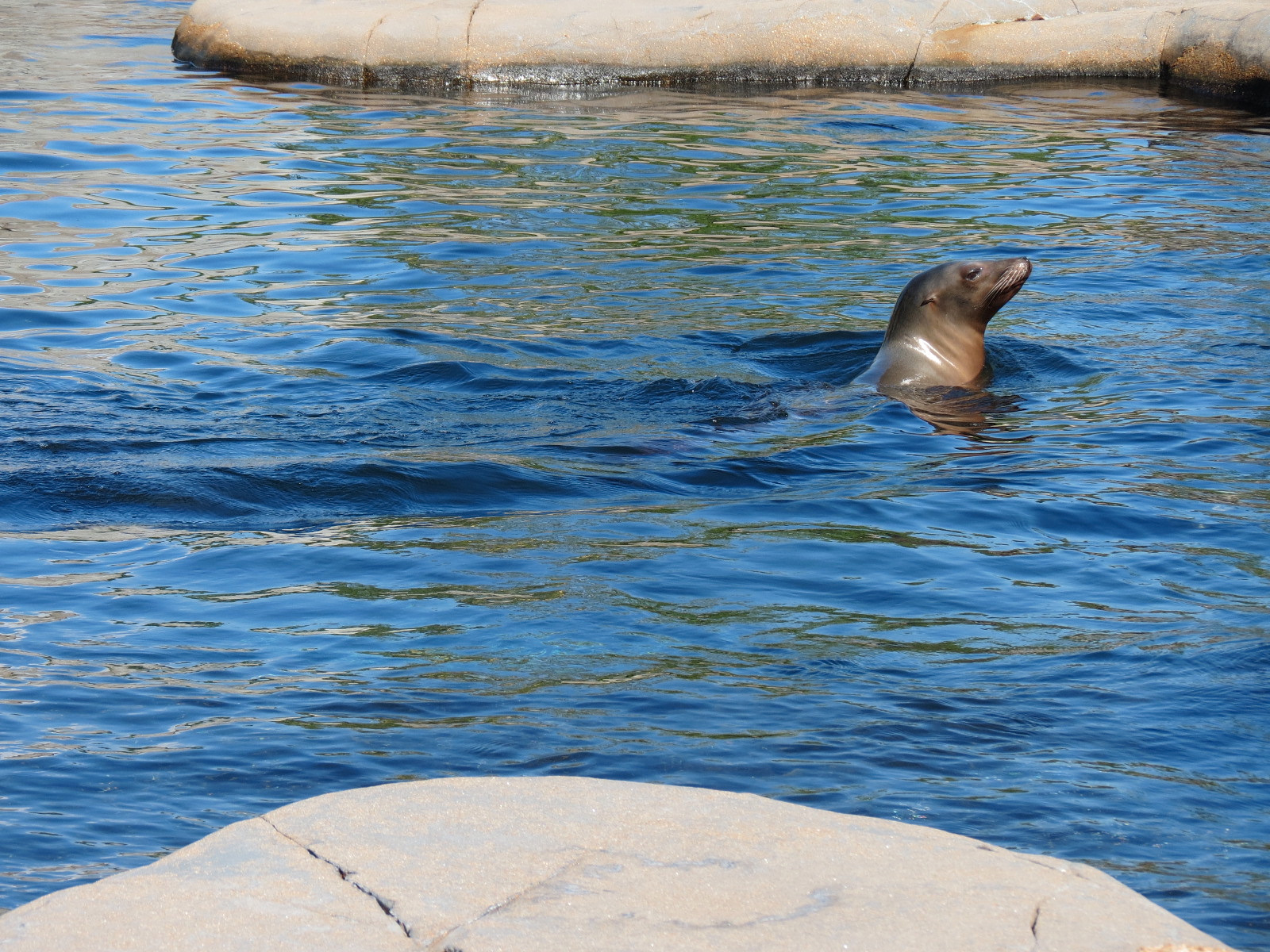 Sea Lion Sound - California Sea Lion