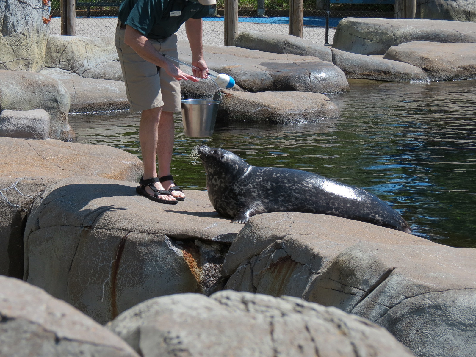 Sea Lion Sound - Harbor Seal