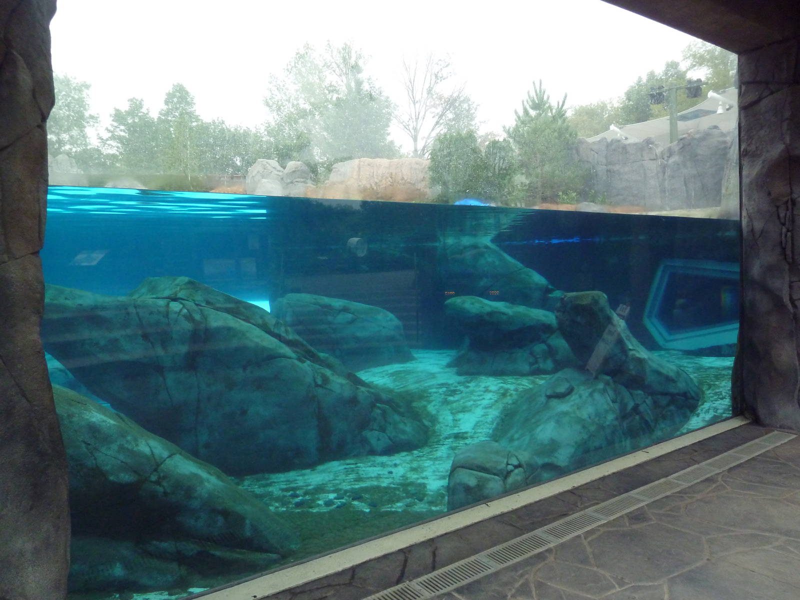 Sea Lion Sound - New in 2012