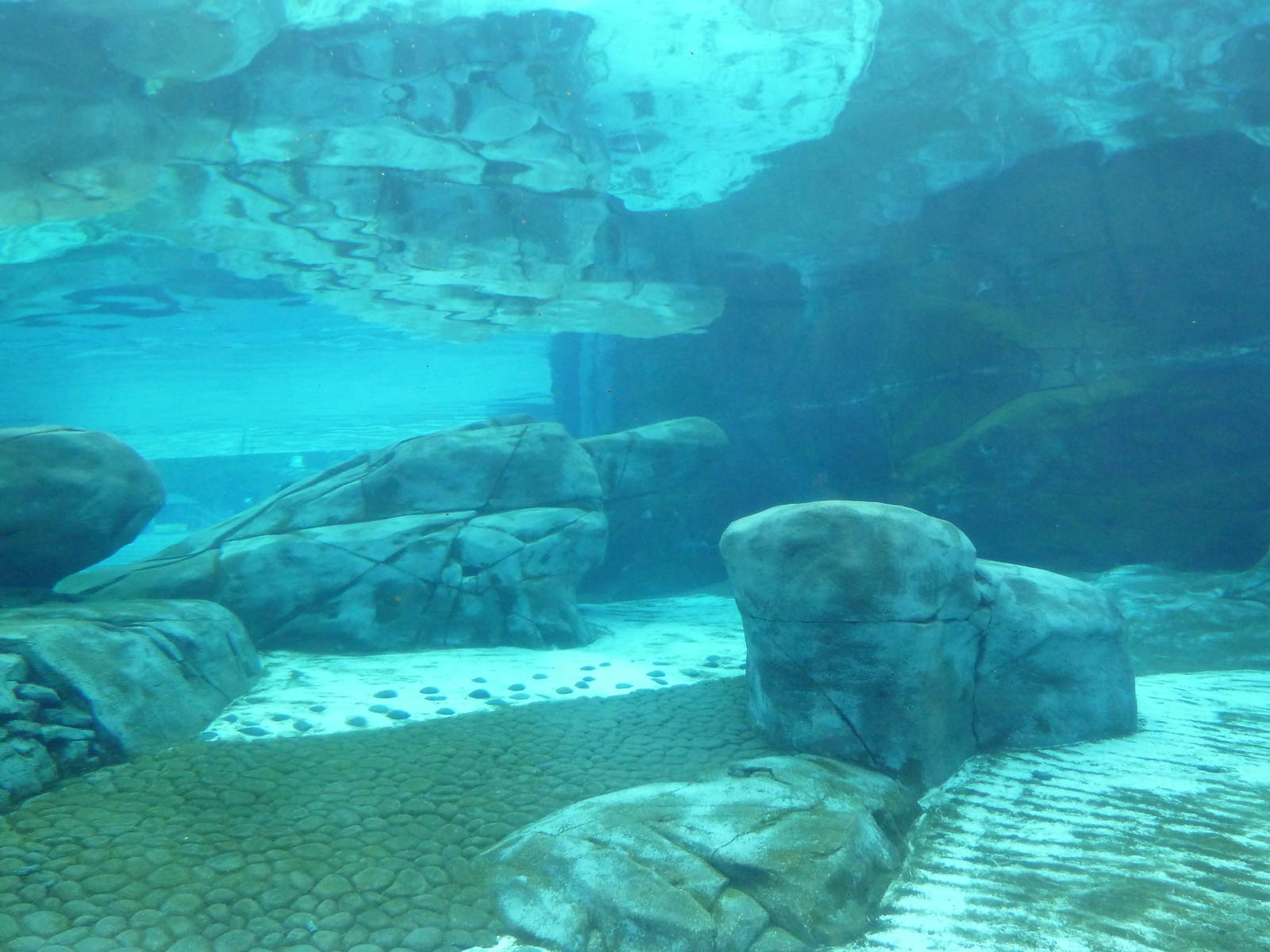 Sea Lion Sound - New in 2012