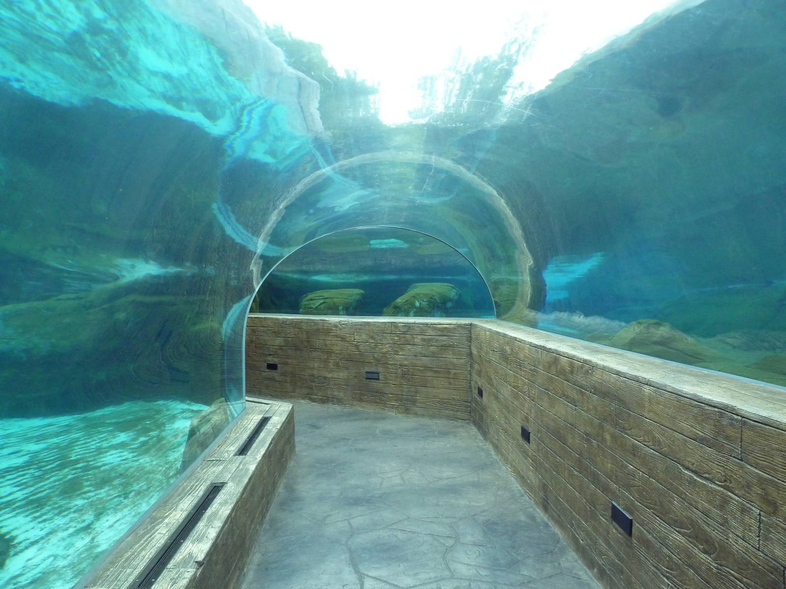 Sea Lion Sound - New in 2012