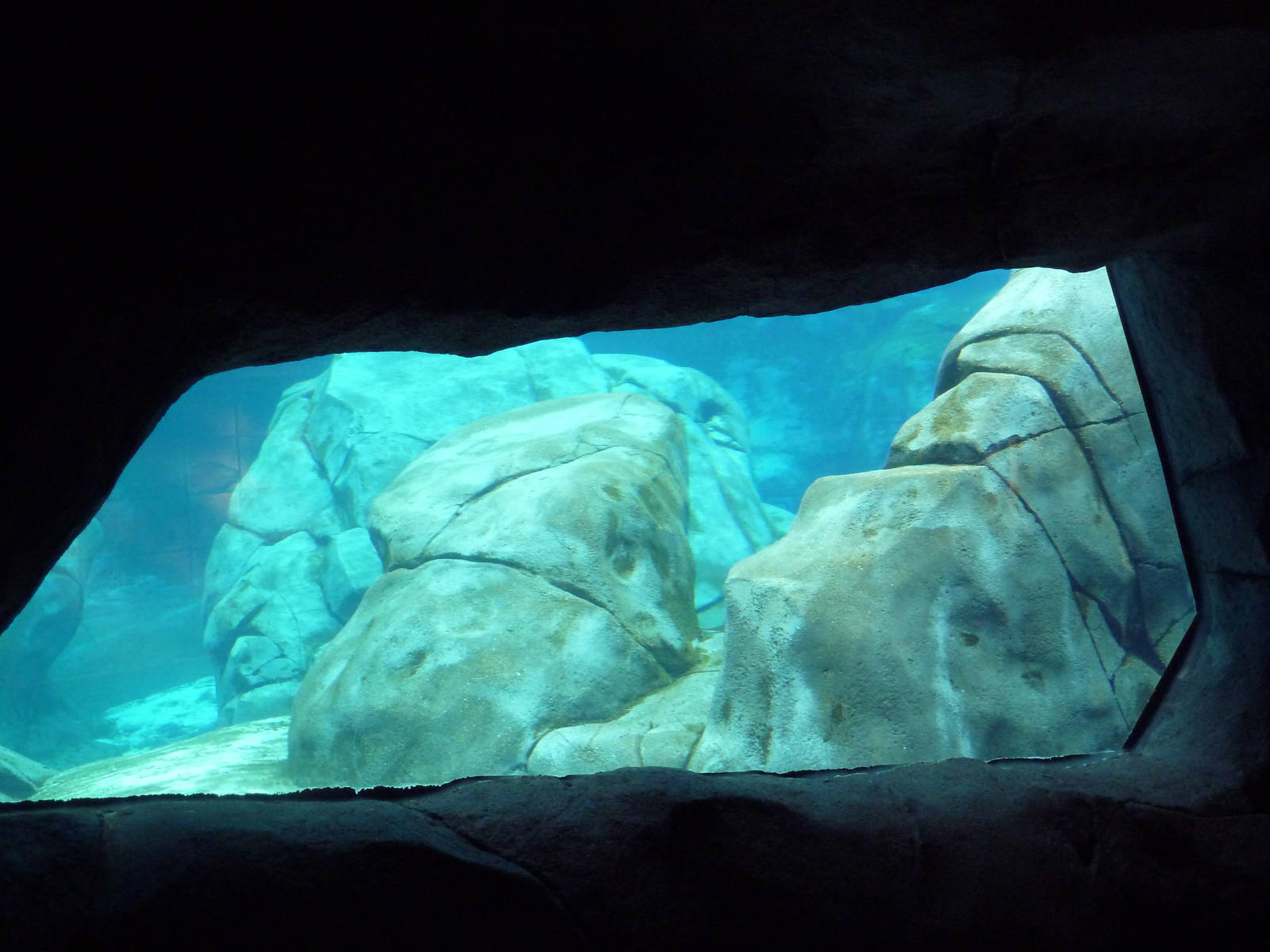 Sea Lion Sound - New in 2012