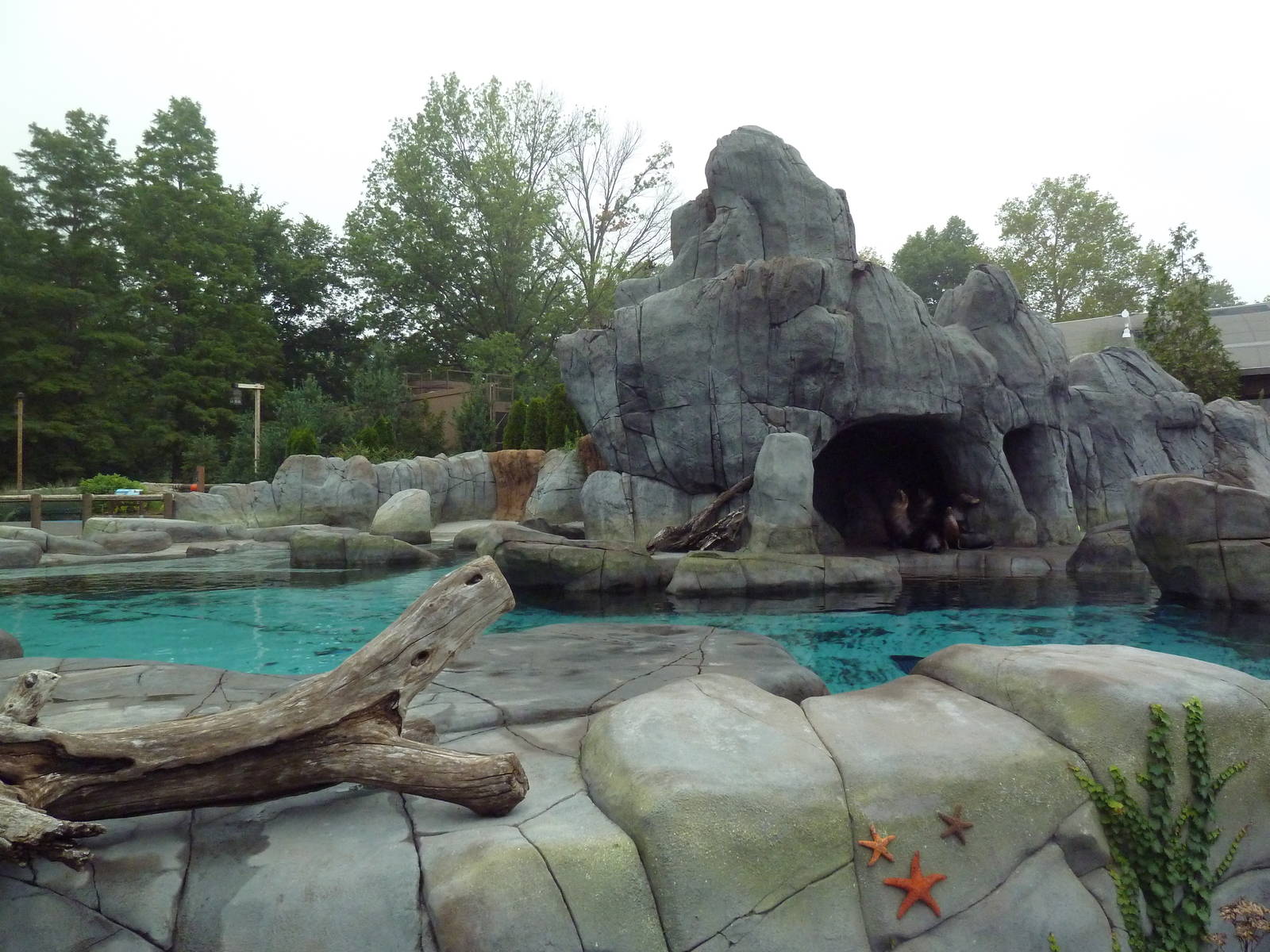 Sea Lion Sound - New in 2012