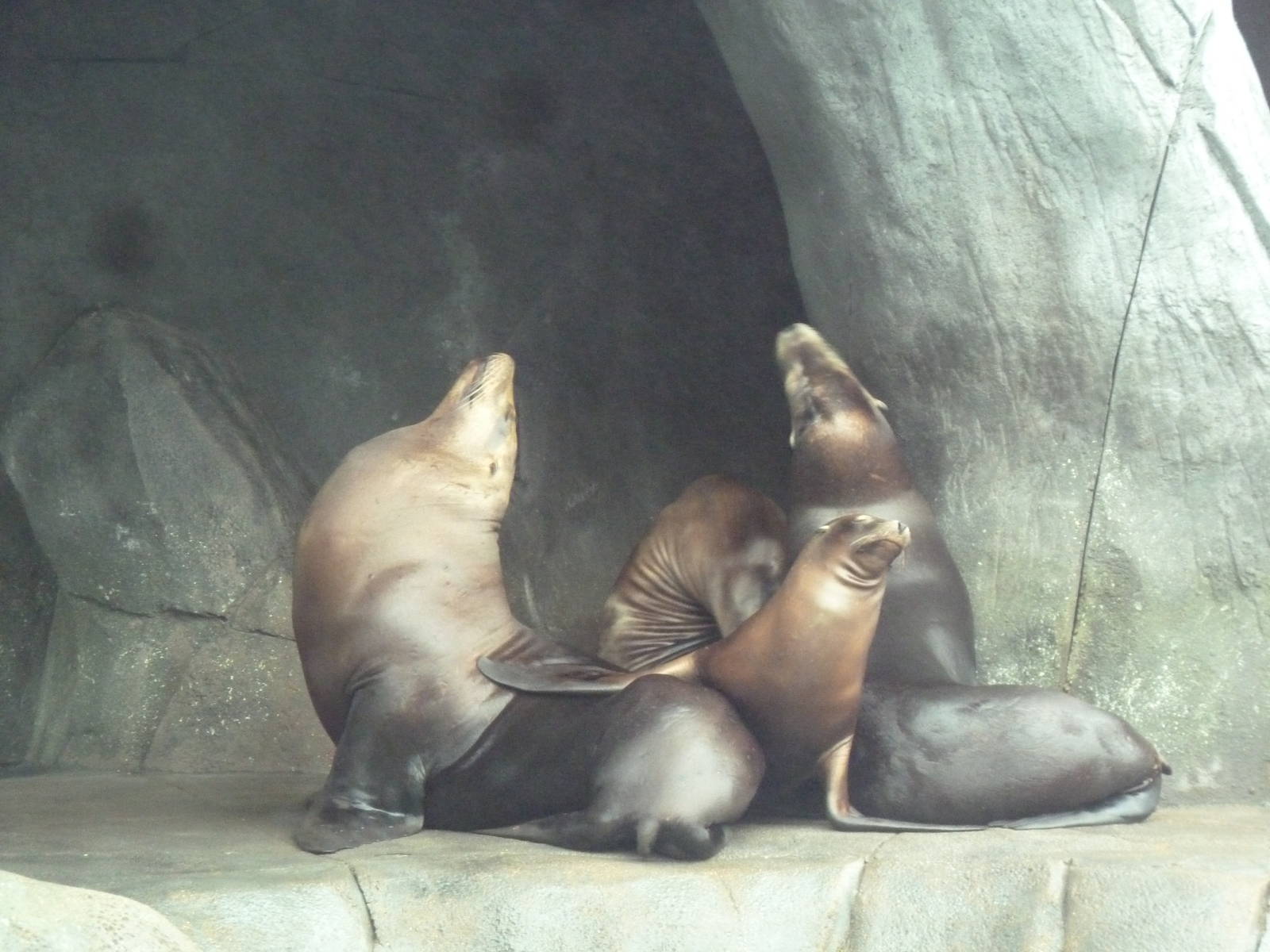 Sea Lion Sound - New in 2012