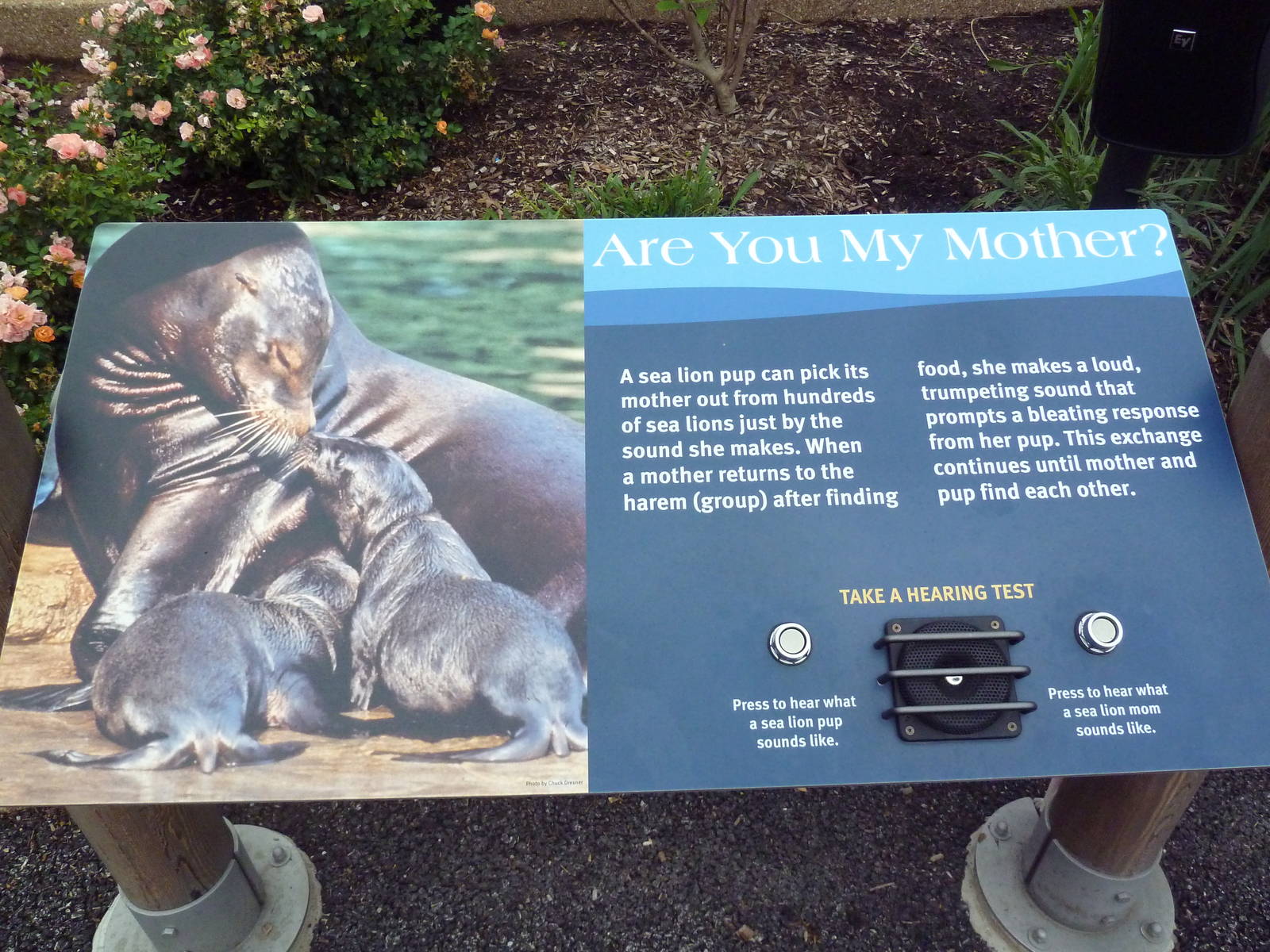 Sea Lion Sound - New in 2012