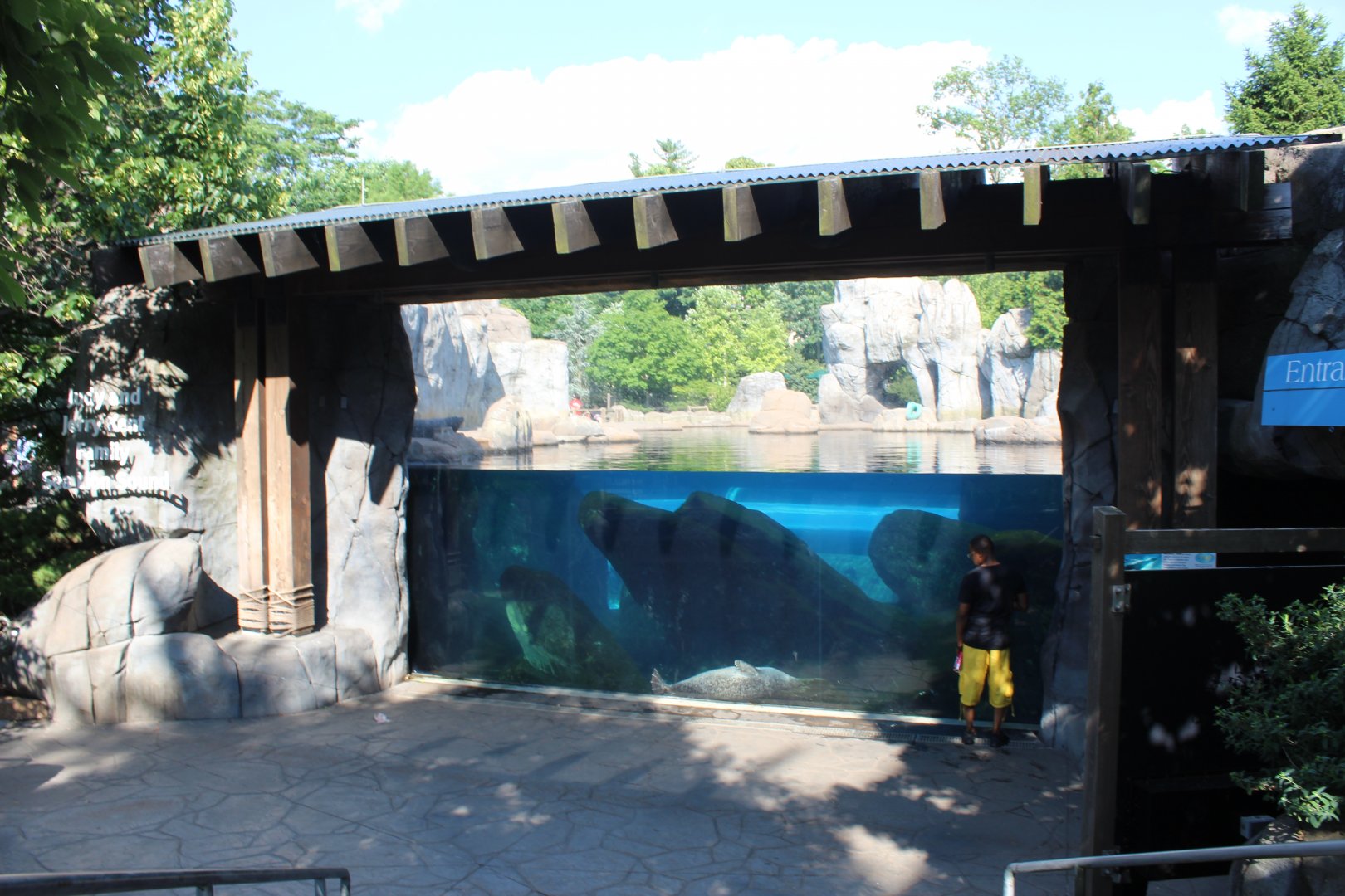 Sea Lion Sound Underwater Viewing (California Sea Lion & Harbor Seal Exhibit)