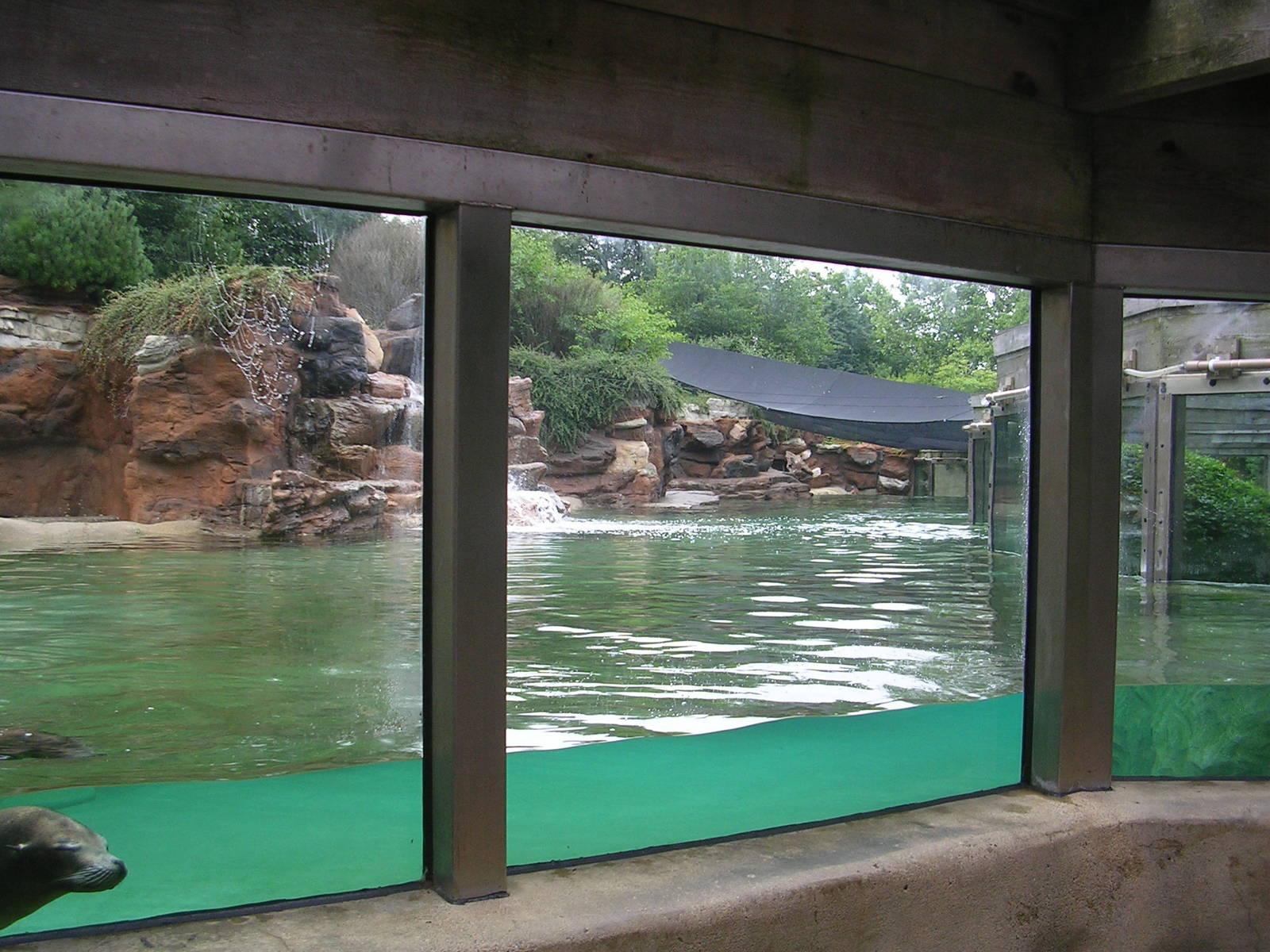 Sea lion tank, shallow end