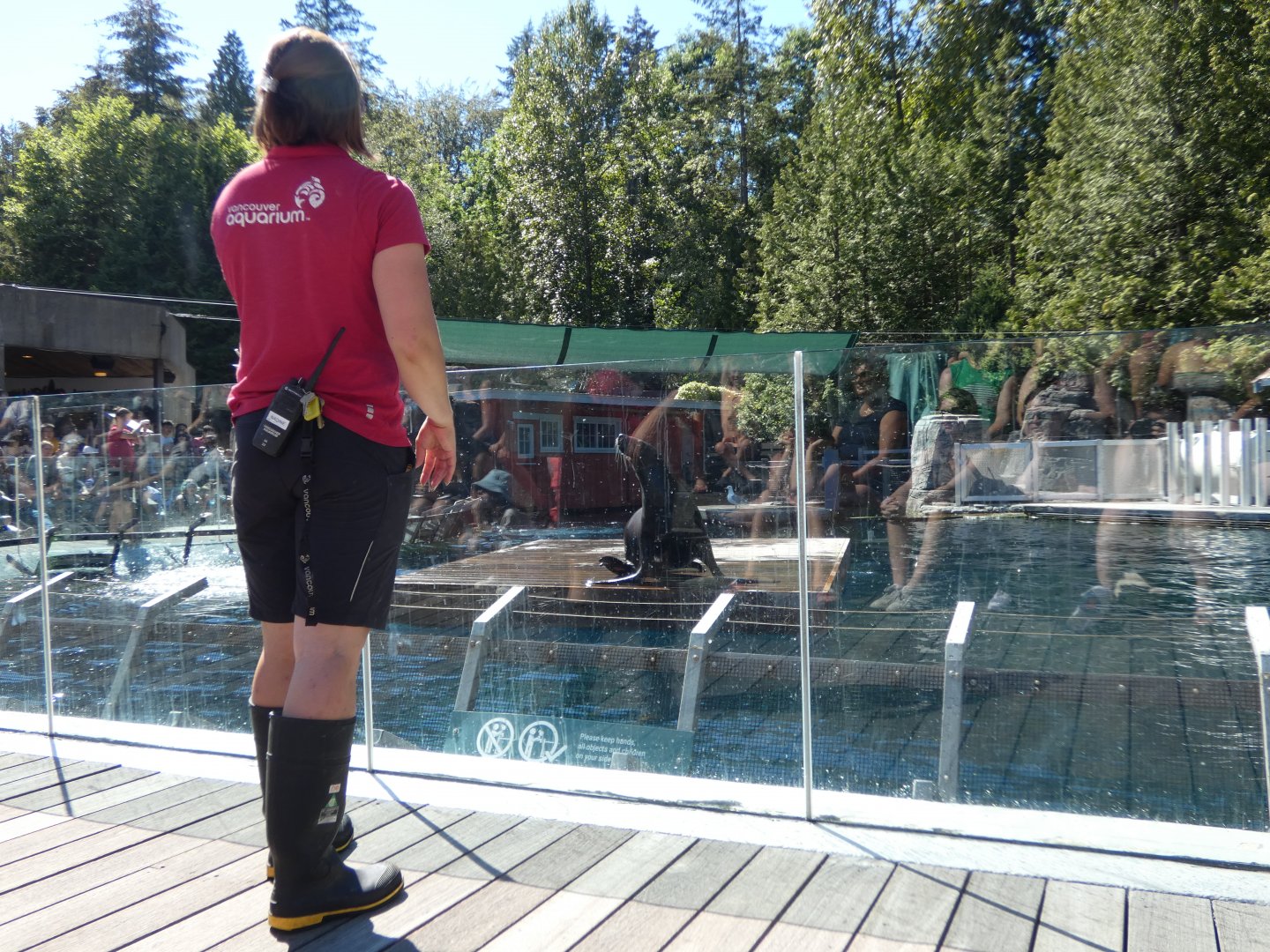 Sea Lion Training (Steller's sea lion)