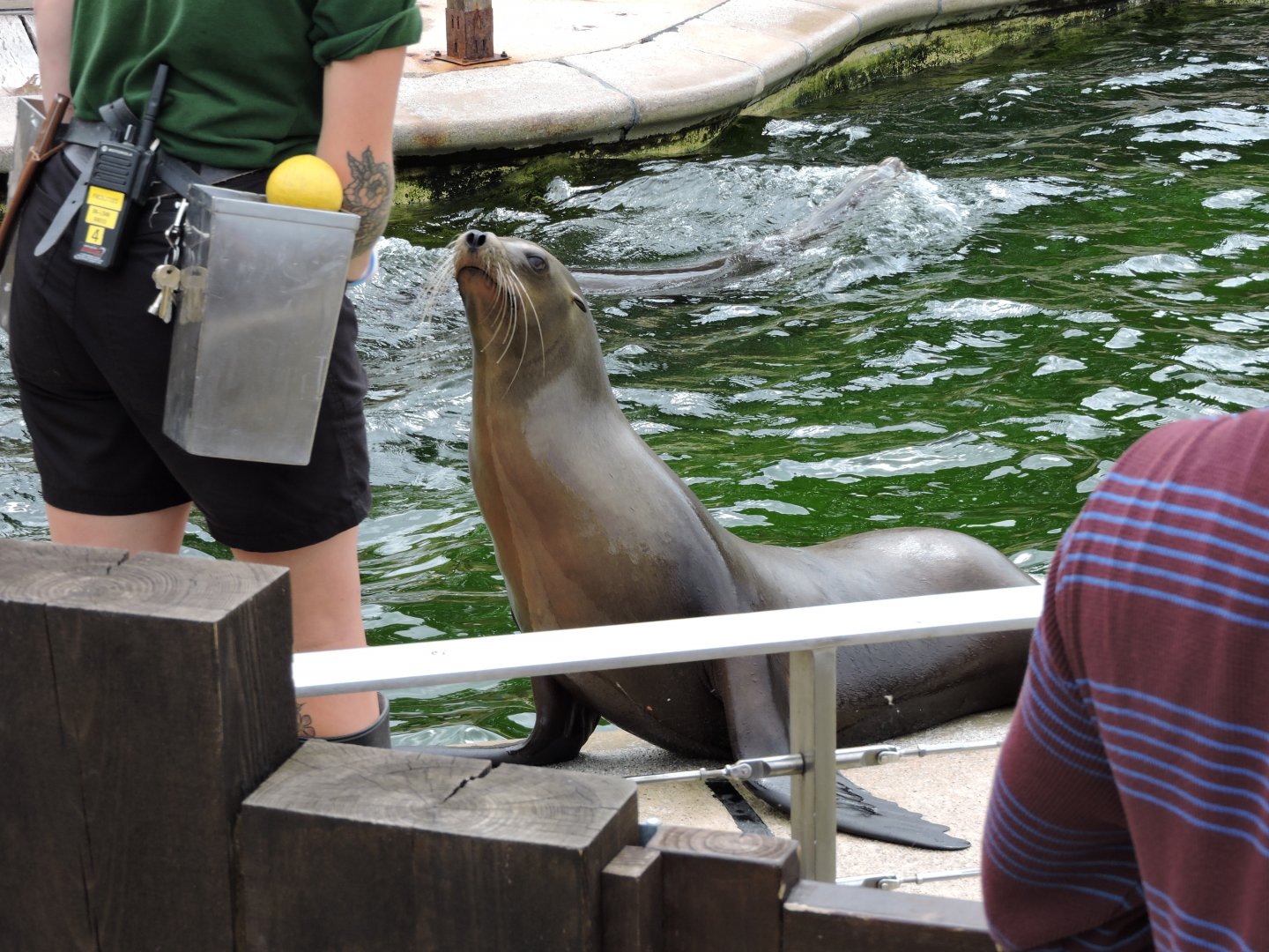 Sea Lion Training