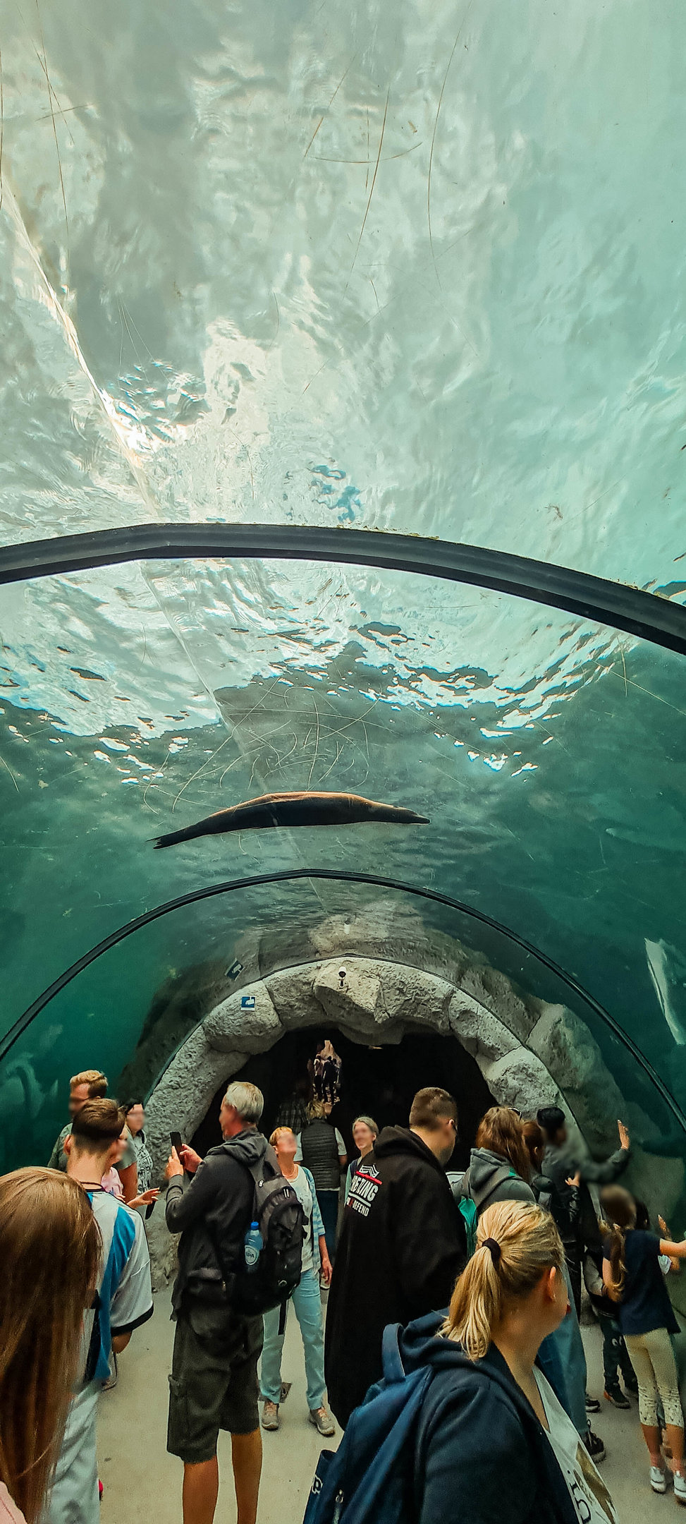 Sea Lion Tunnel