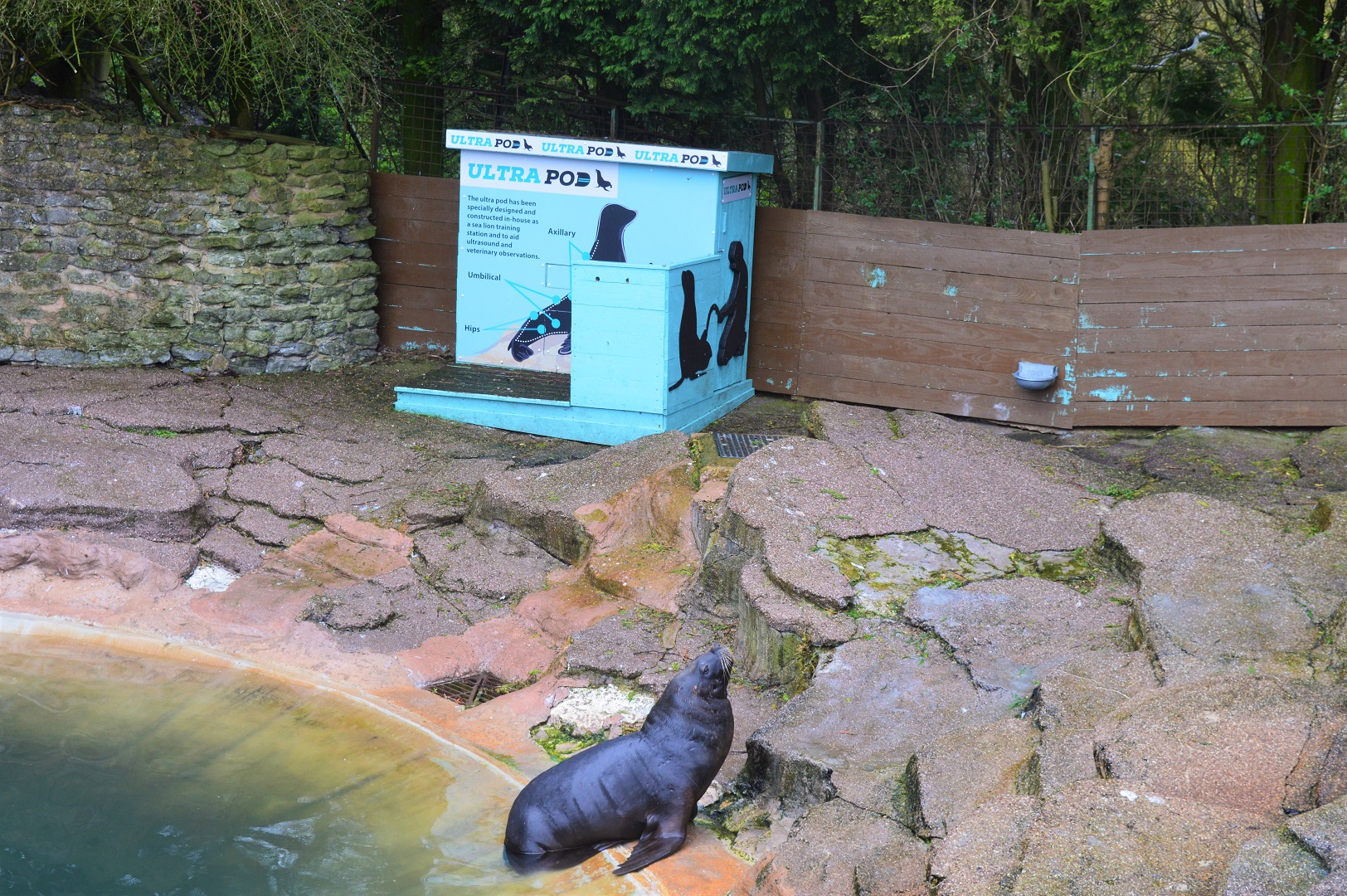 Sea lion ultrasound 'pod'