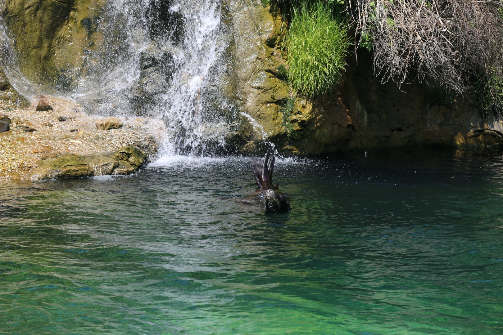 Sea lion under the fall