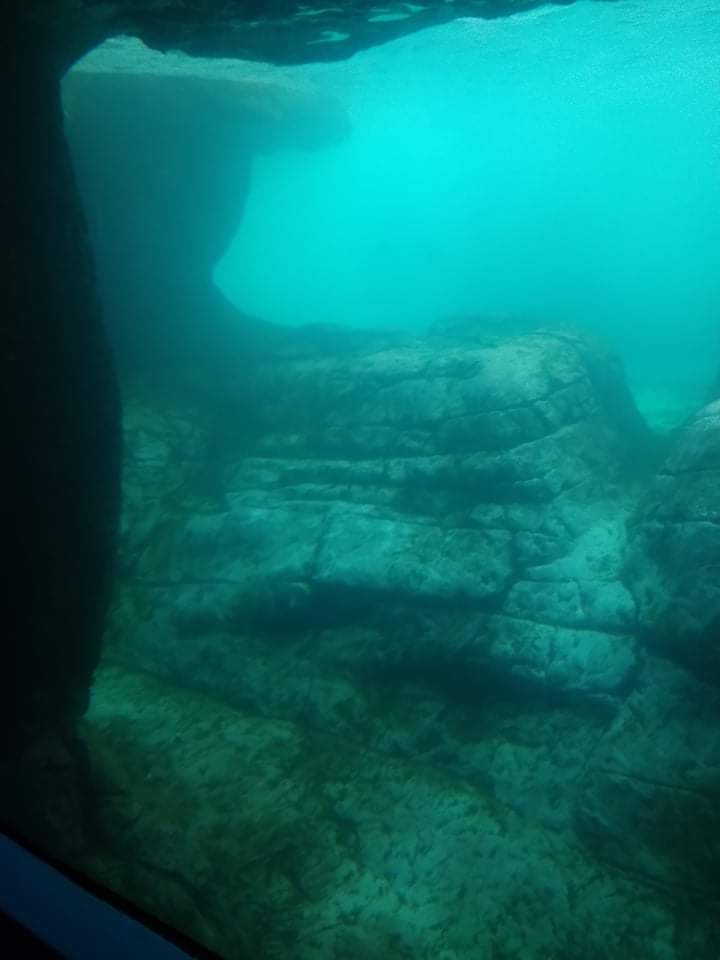 Sea lion under water viewing