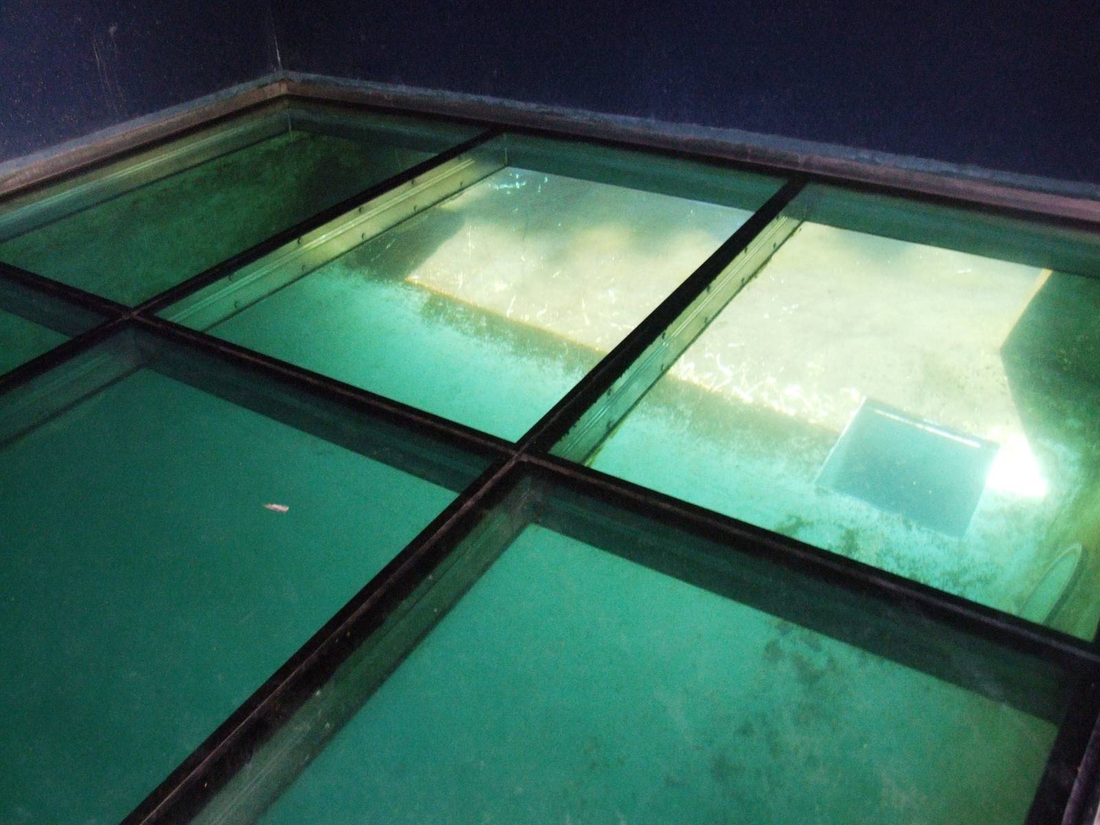 Sea Lion Underfloor Viewing at Vienna, 14/06/13