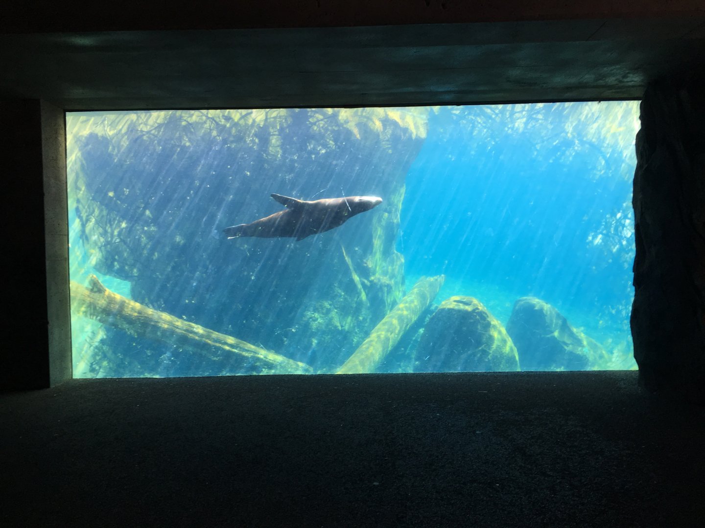 Sea lion underwater viewing area