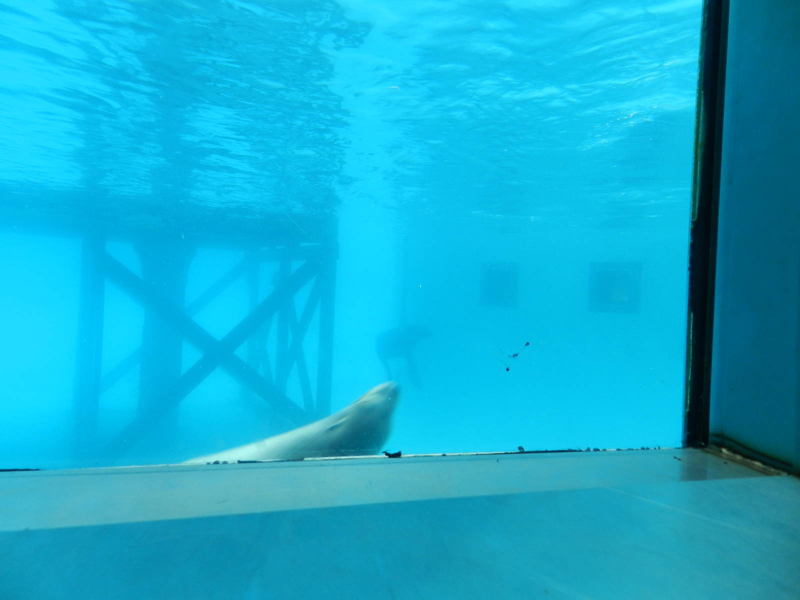 Sea Lion Underwater Viewing at Flamingo Land - 14/10/2012