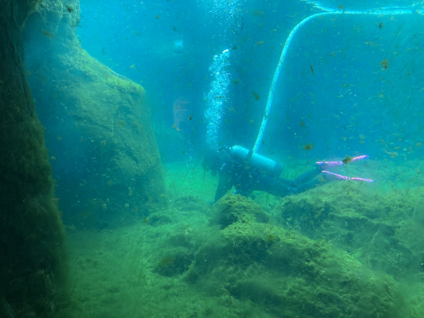 Sea Lion Underwater Viewing (so much algae)