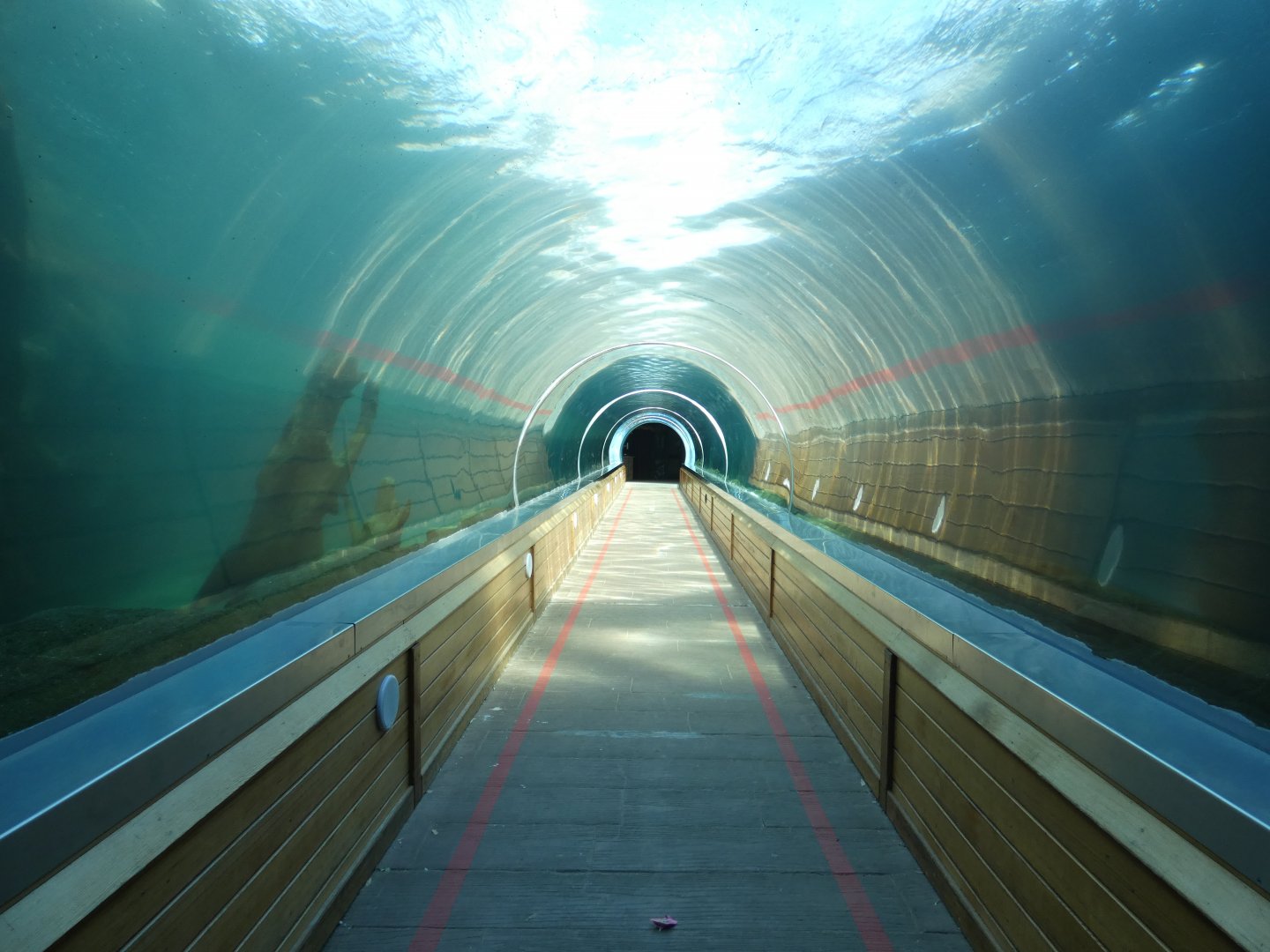 Sea Lion underwater viewing tunnel