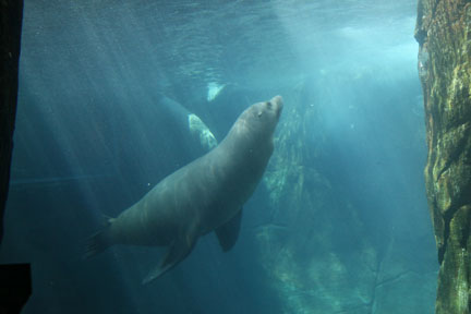 sea lion underwater viewing