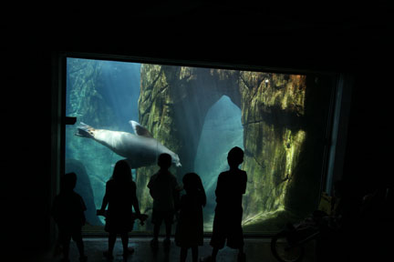 sea lion underwater viewing