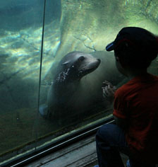sea lion underwater viewing