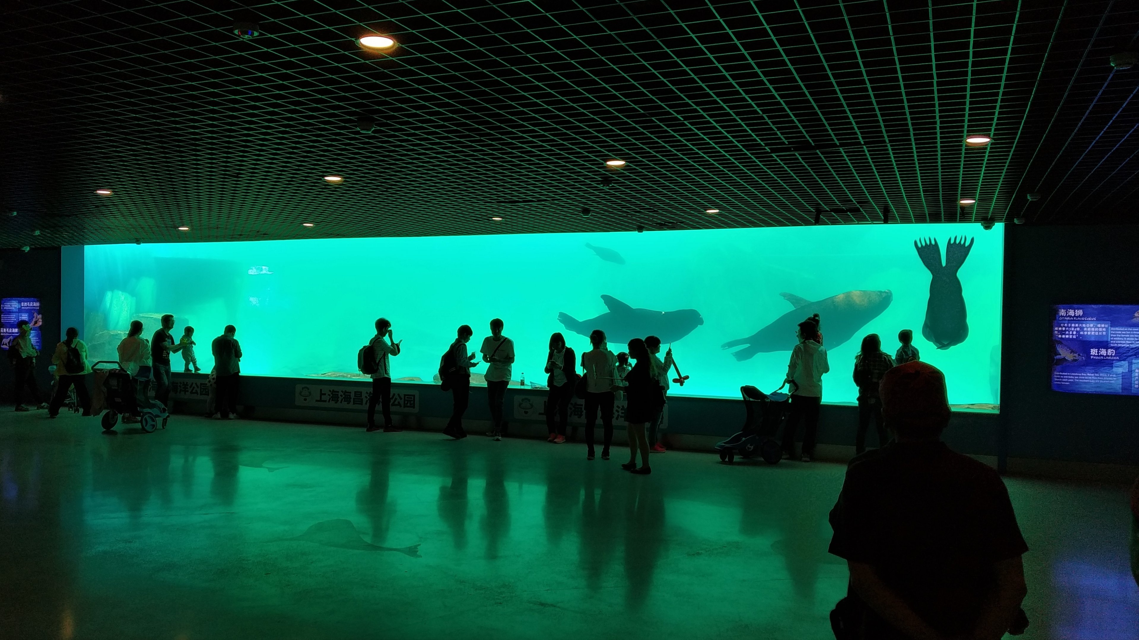 Sea Lion Underwater Viewing