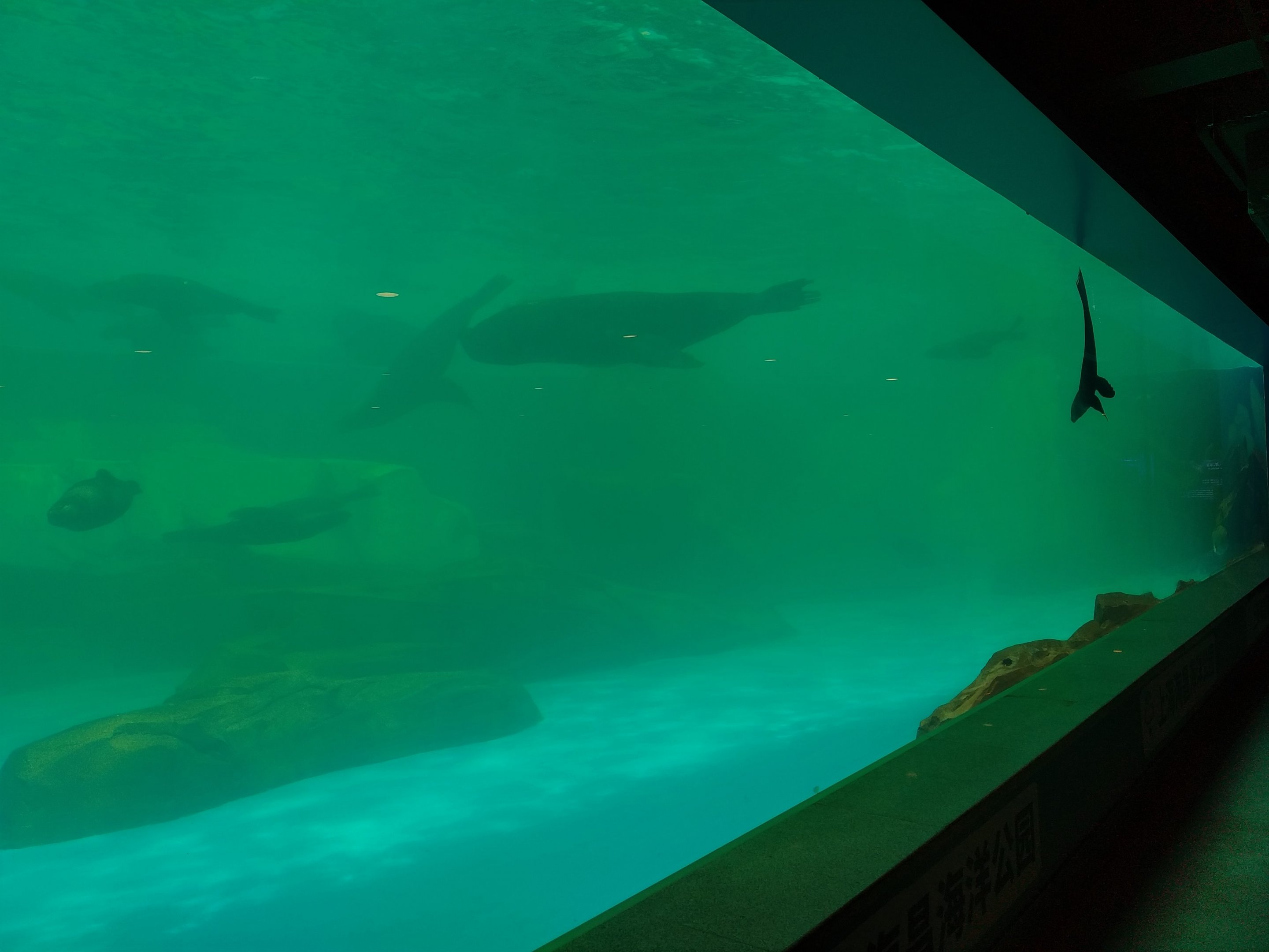 Sea Lion Underwater Viewing
