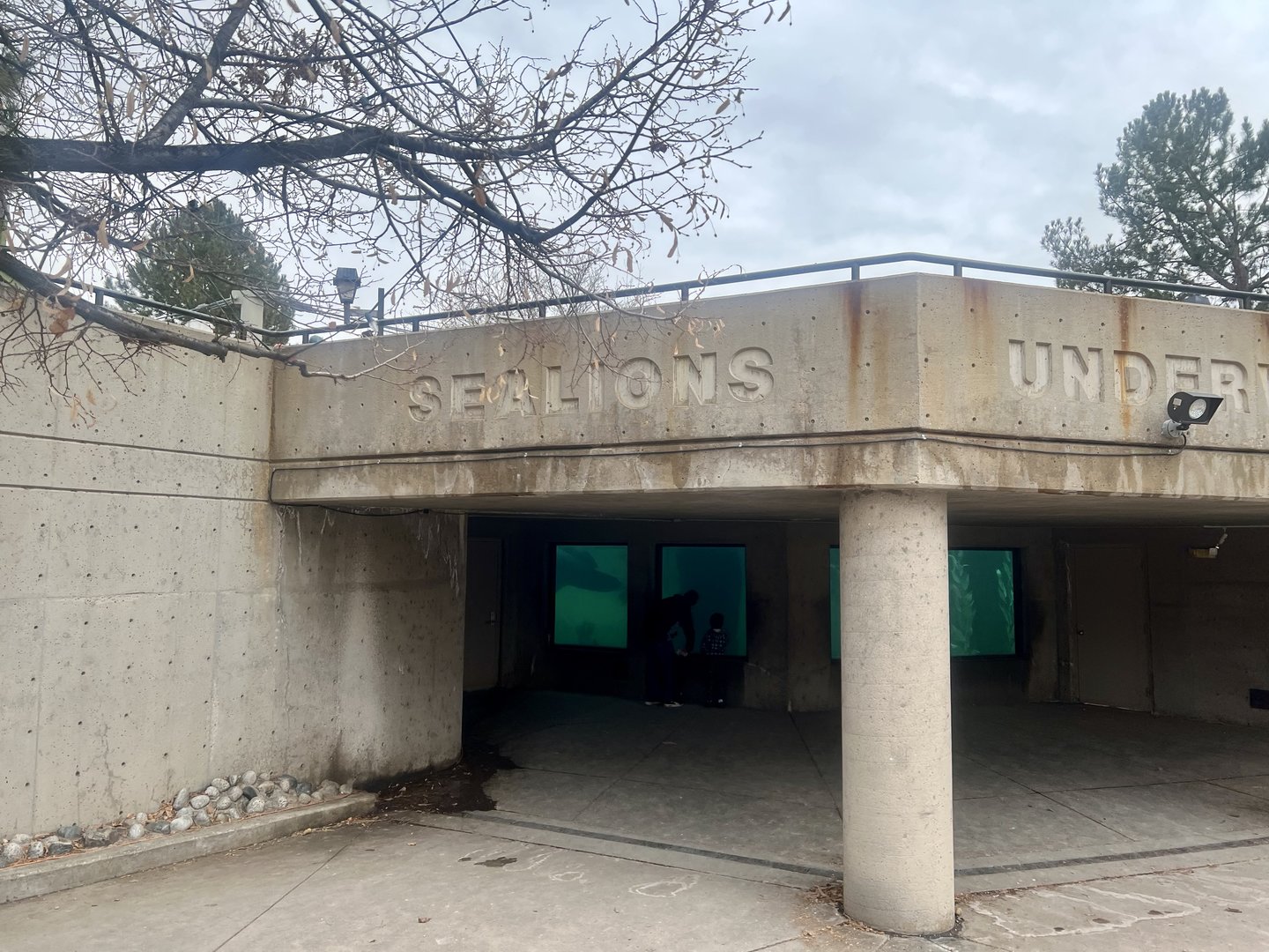 Sea Lion Underwater Viewing
