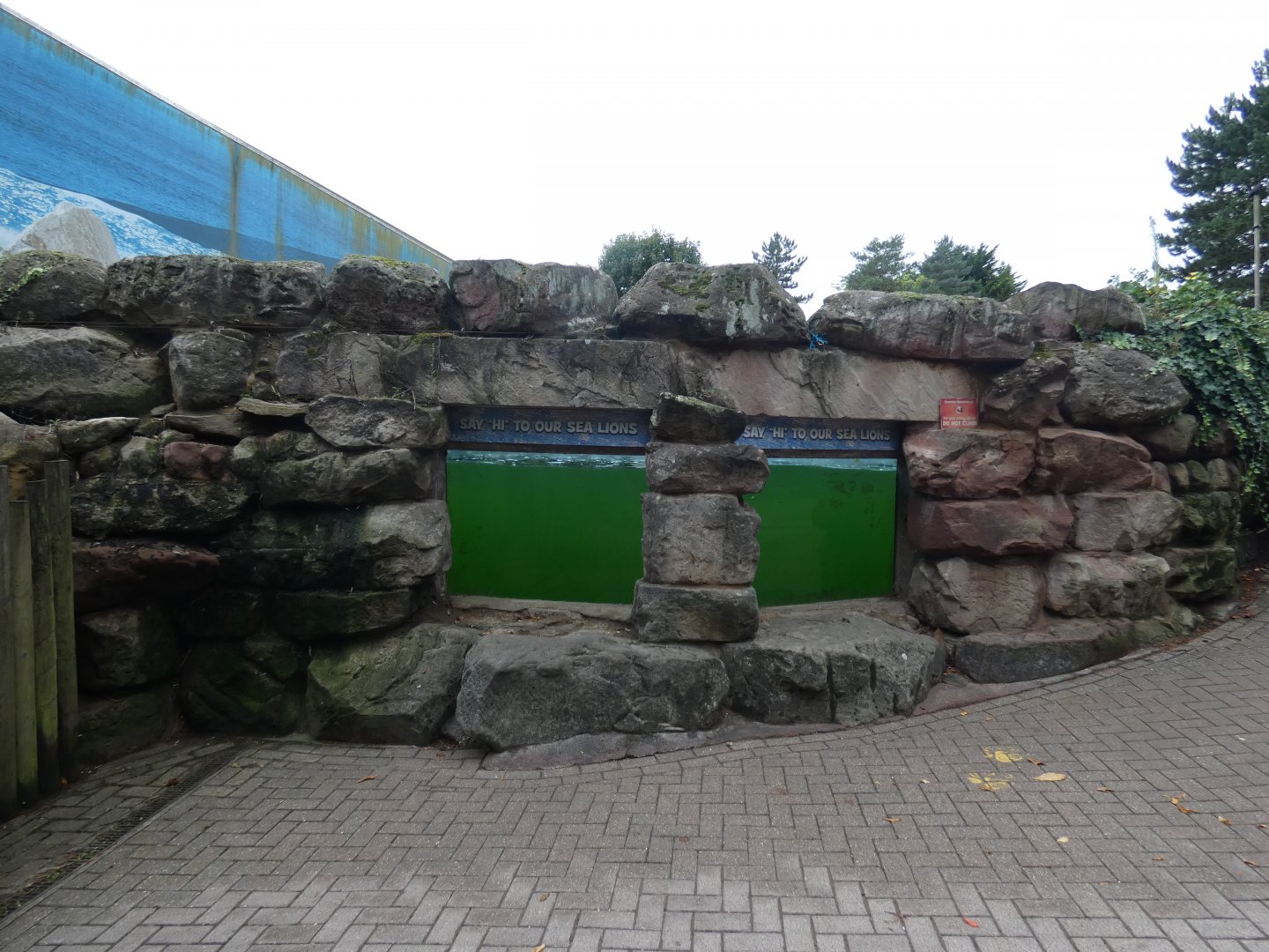 Sea lion underwater viewing