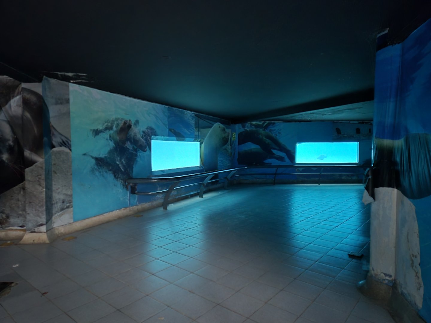 Sea Lion underwater viewing