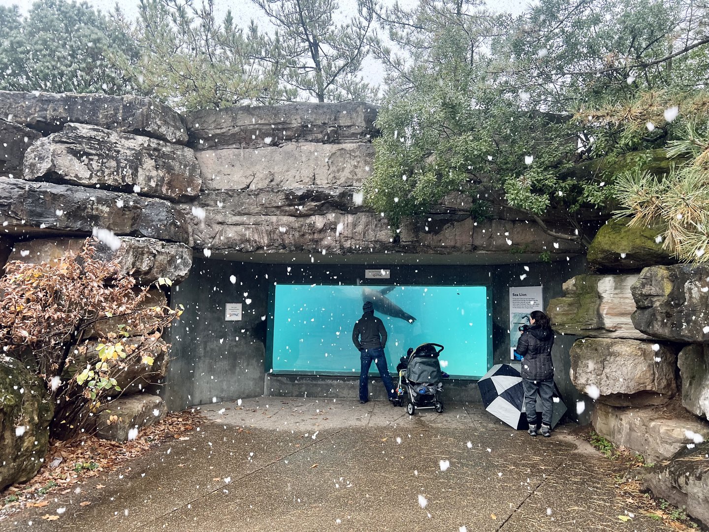 Sea Lion Viewing Area