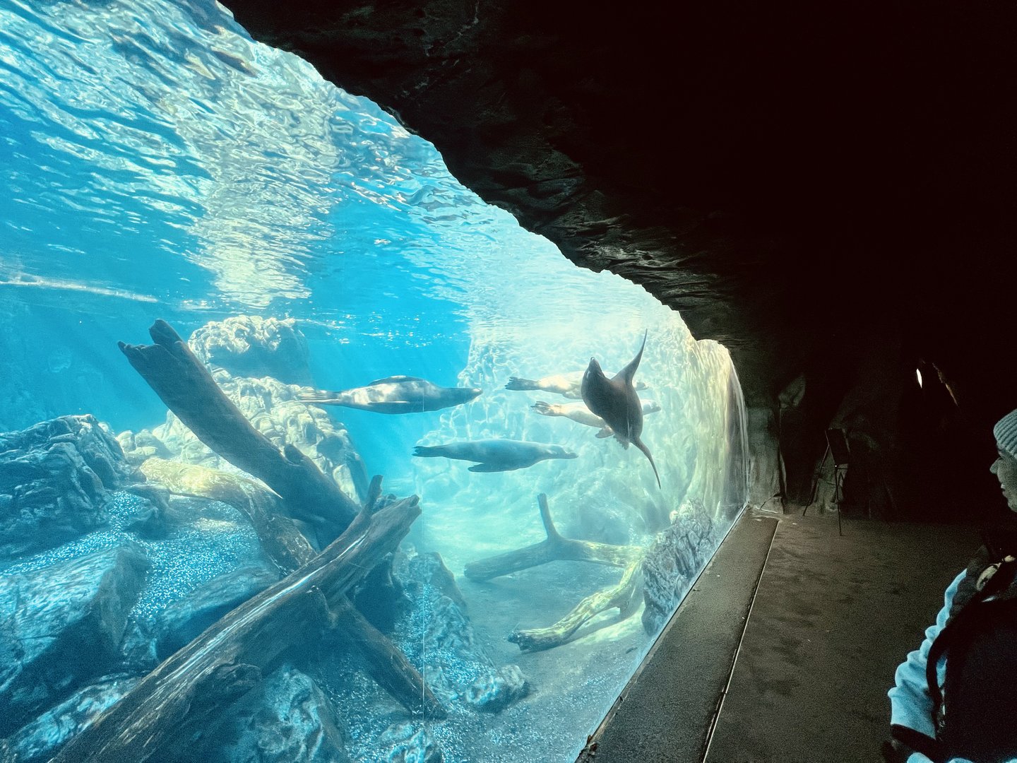 Sea Lion Viewing Area