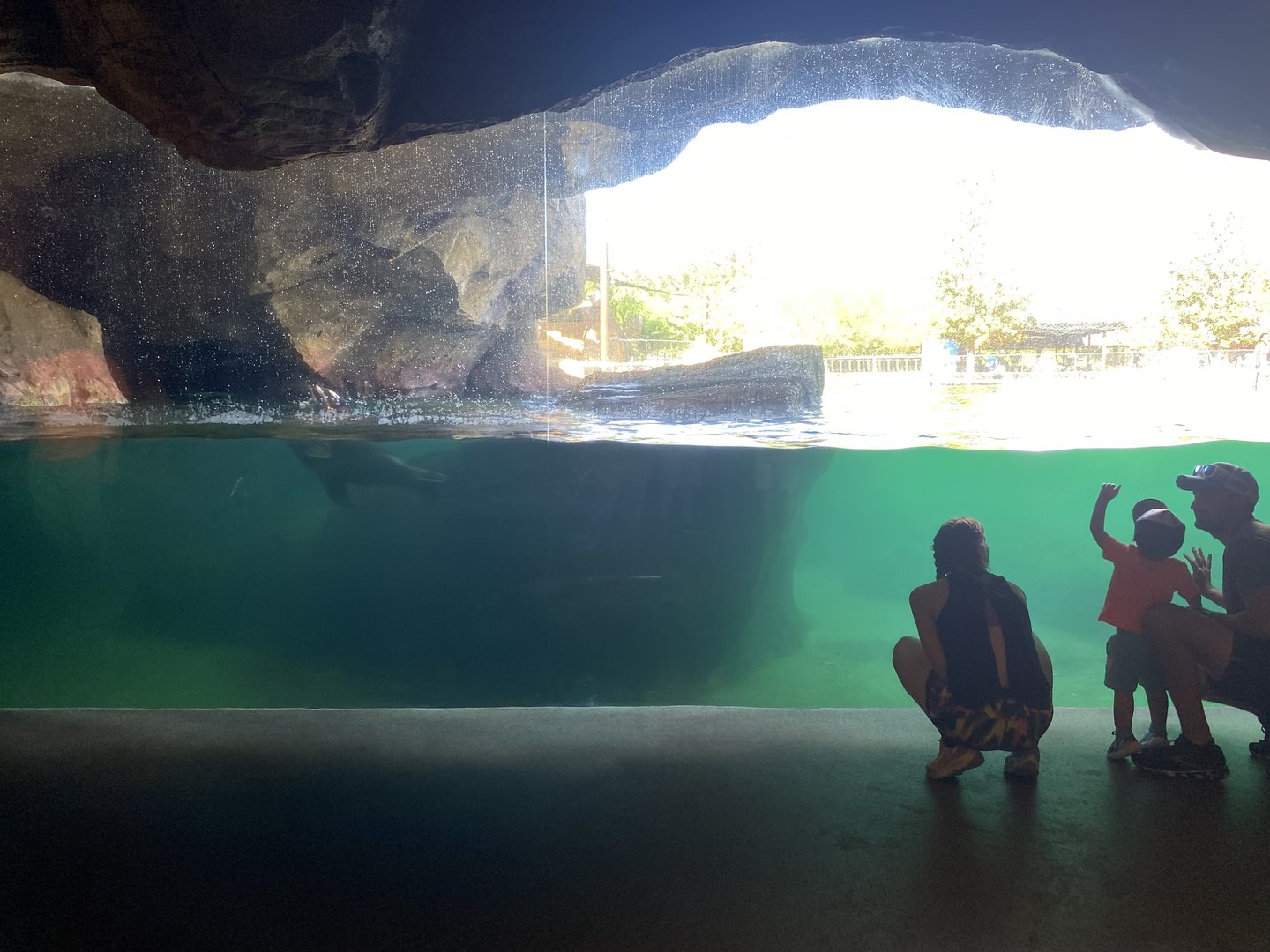 Sea Lion water isn’t as clear as before