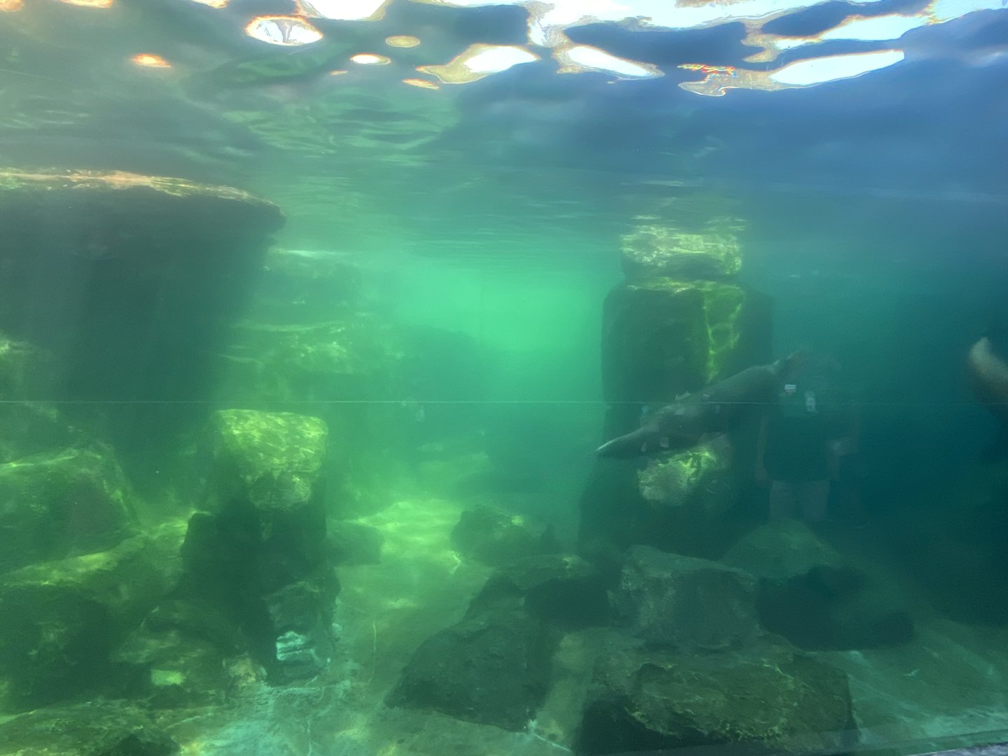 Sea Lion water isn’t as clear as before