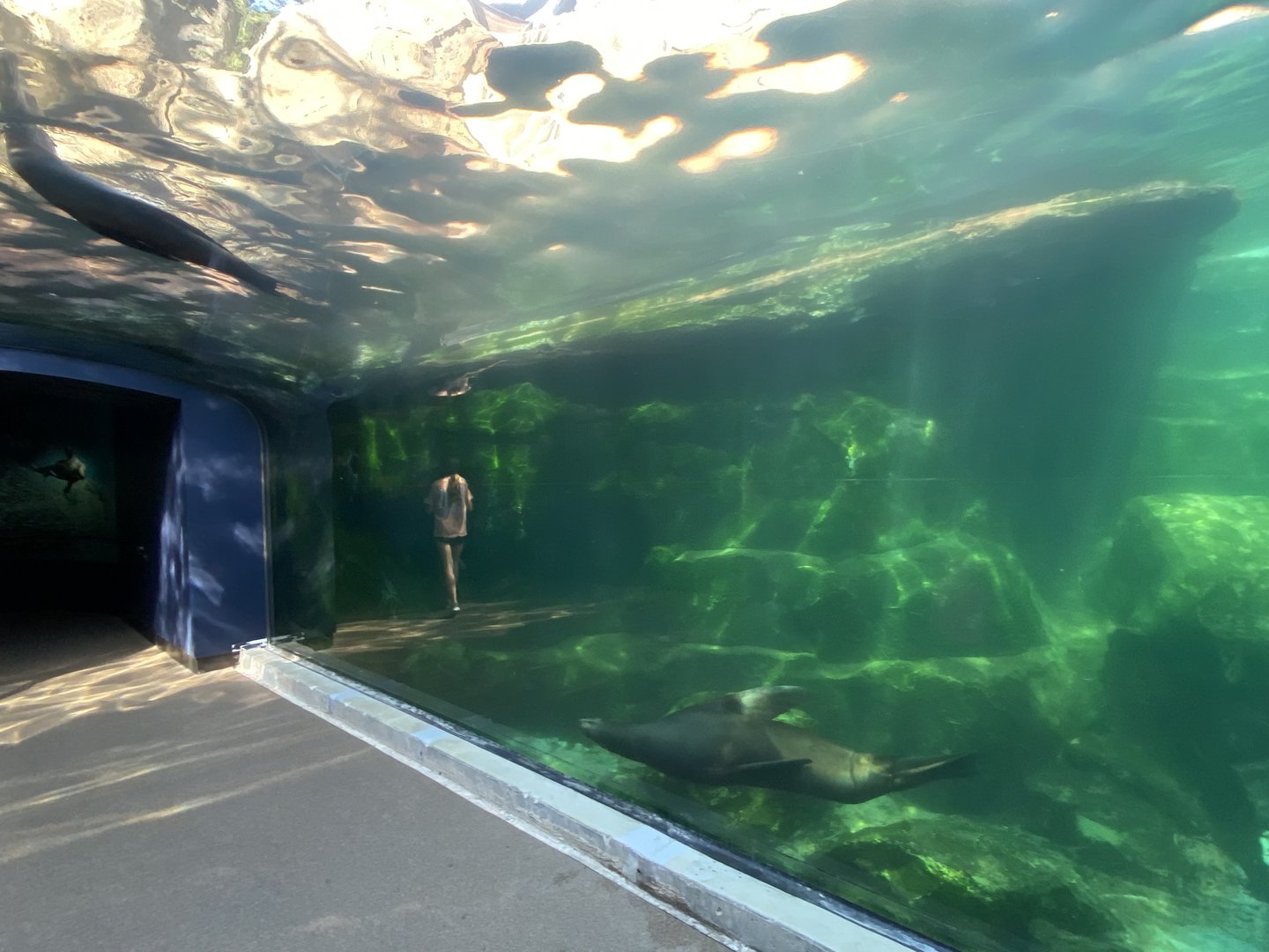 Sea Lion water isn’t as clear as before