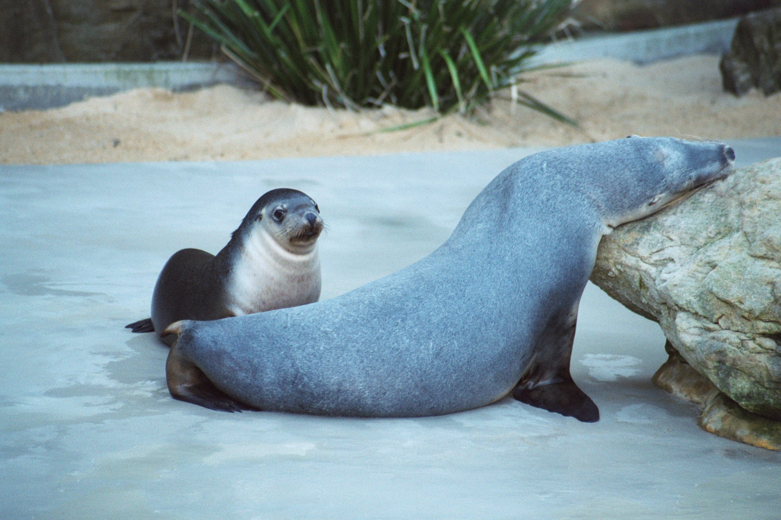 Sea Lion with pup - Jun 2002