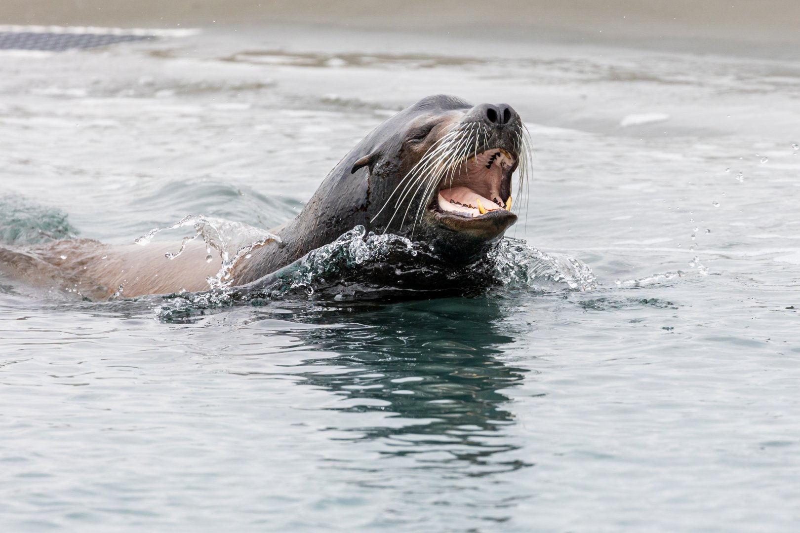 Sea Lion / YWP / 21-8-21