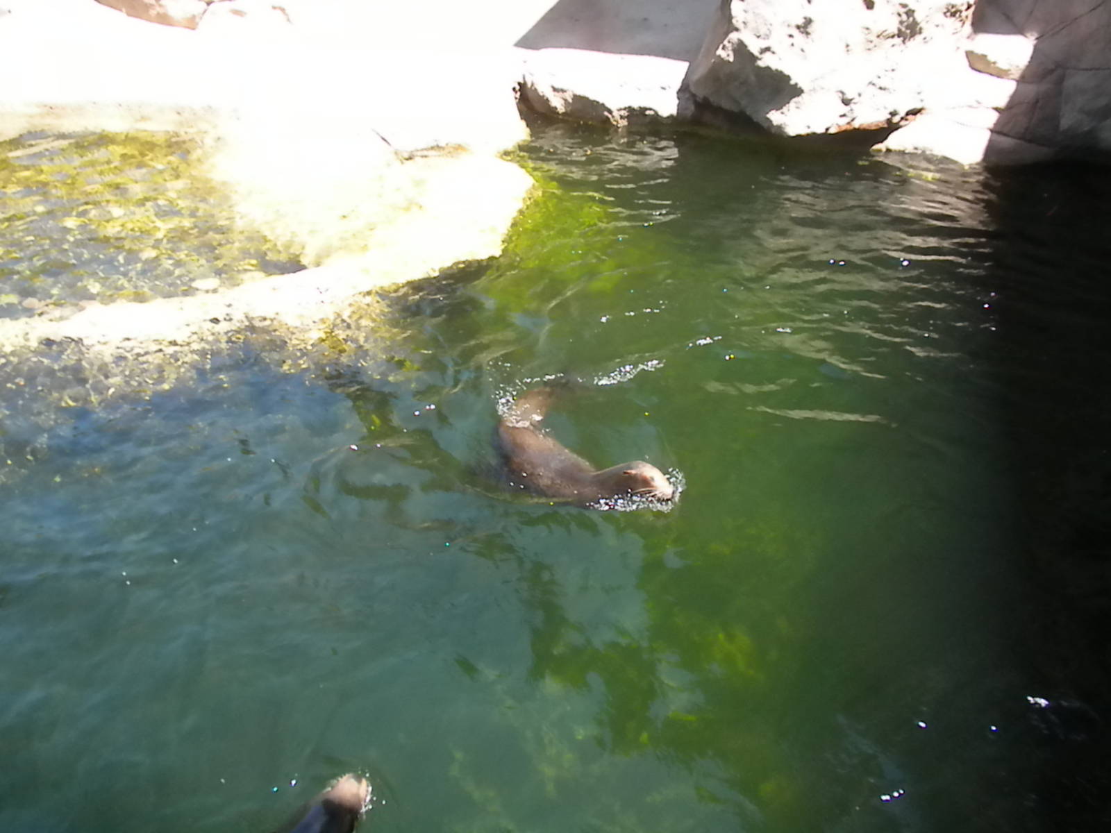 Sea lion