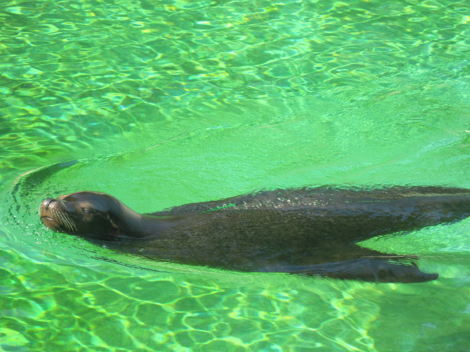 Sea Lion