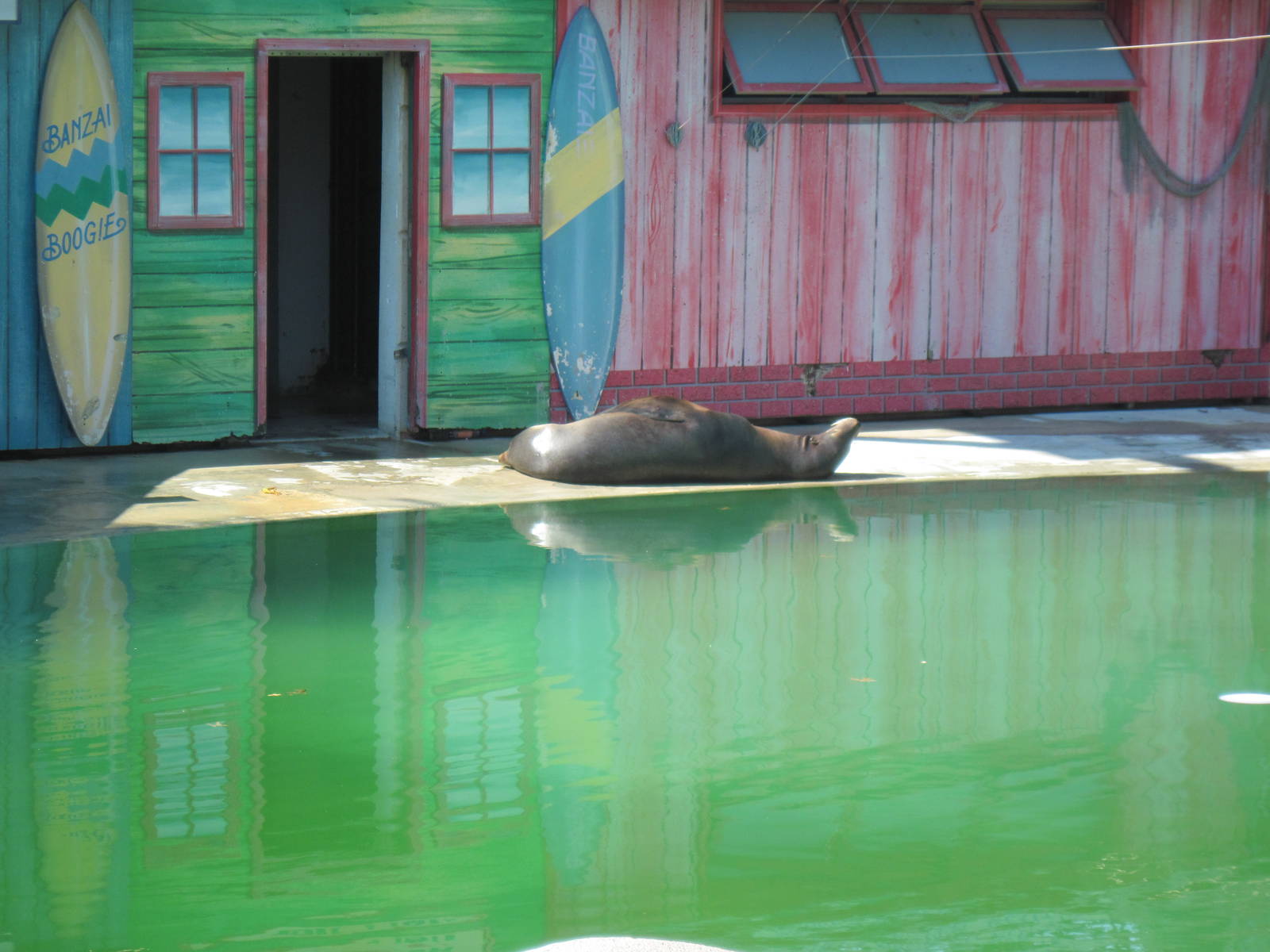 Sea Lion