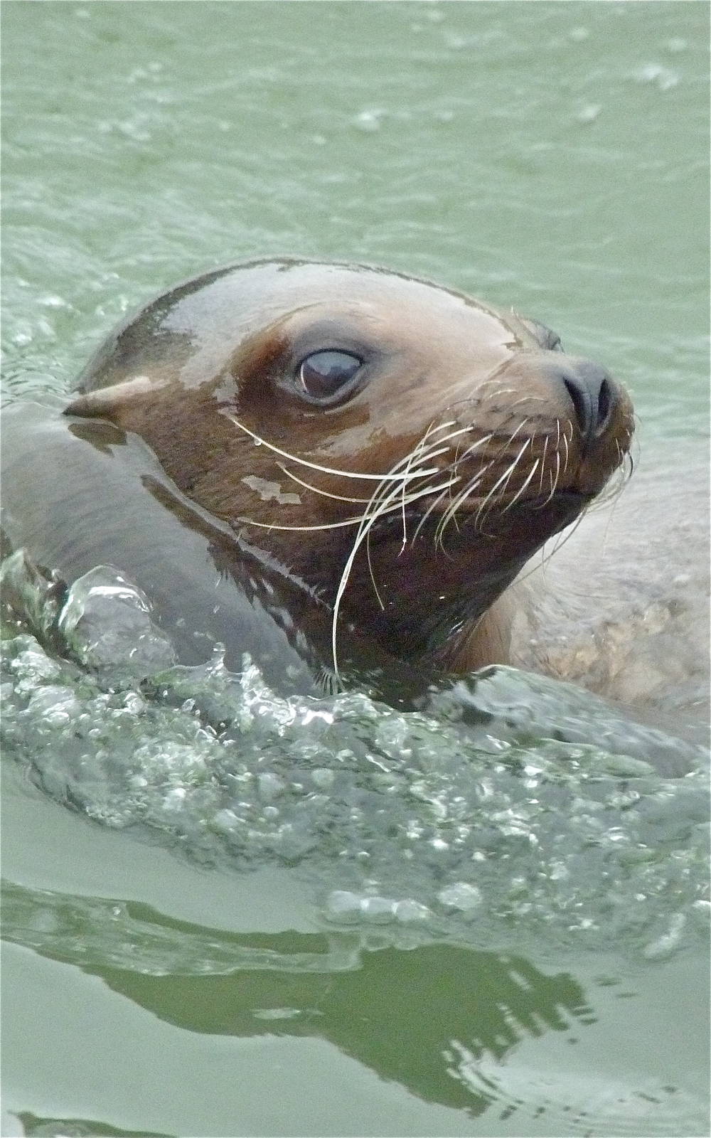 Sea Lion