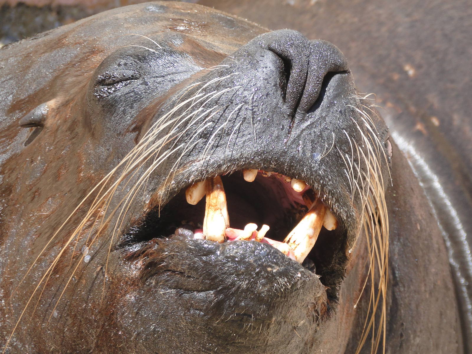 Sea Lion